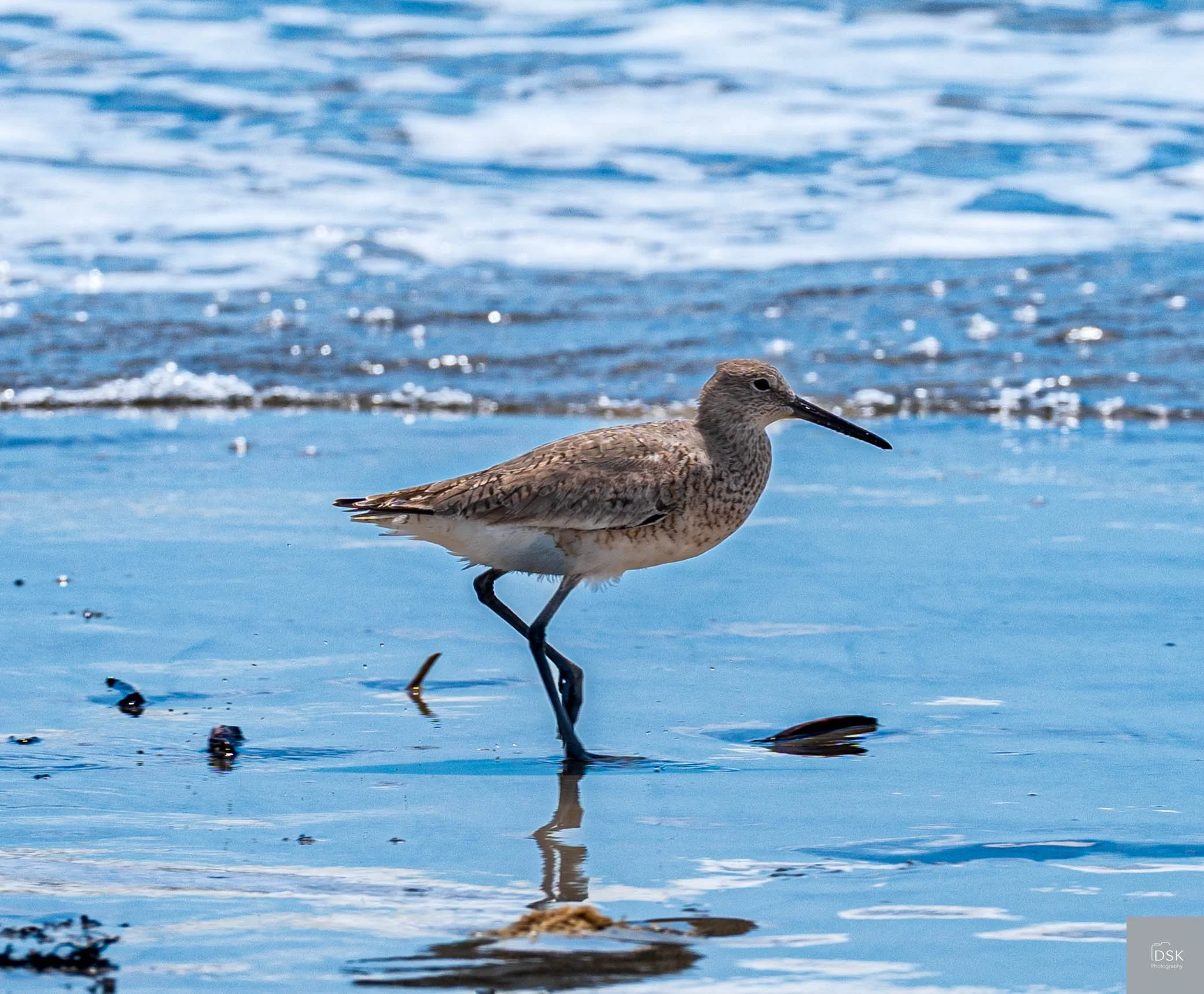 Sand Tern