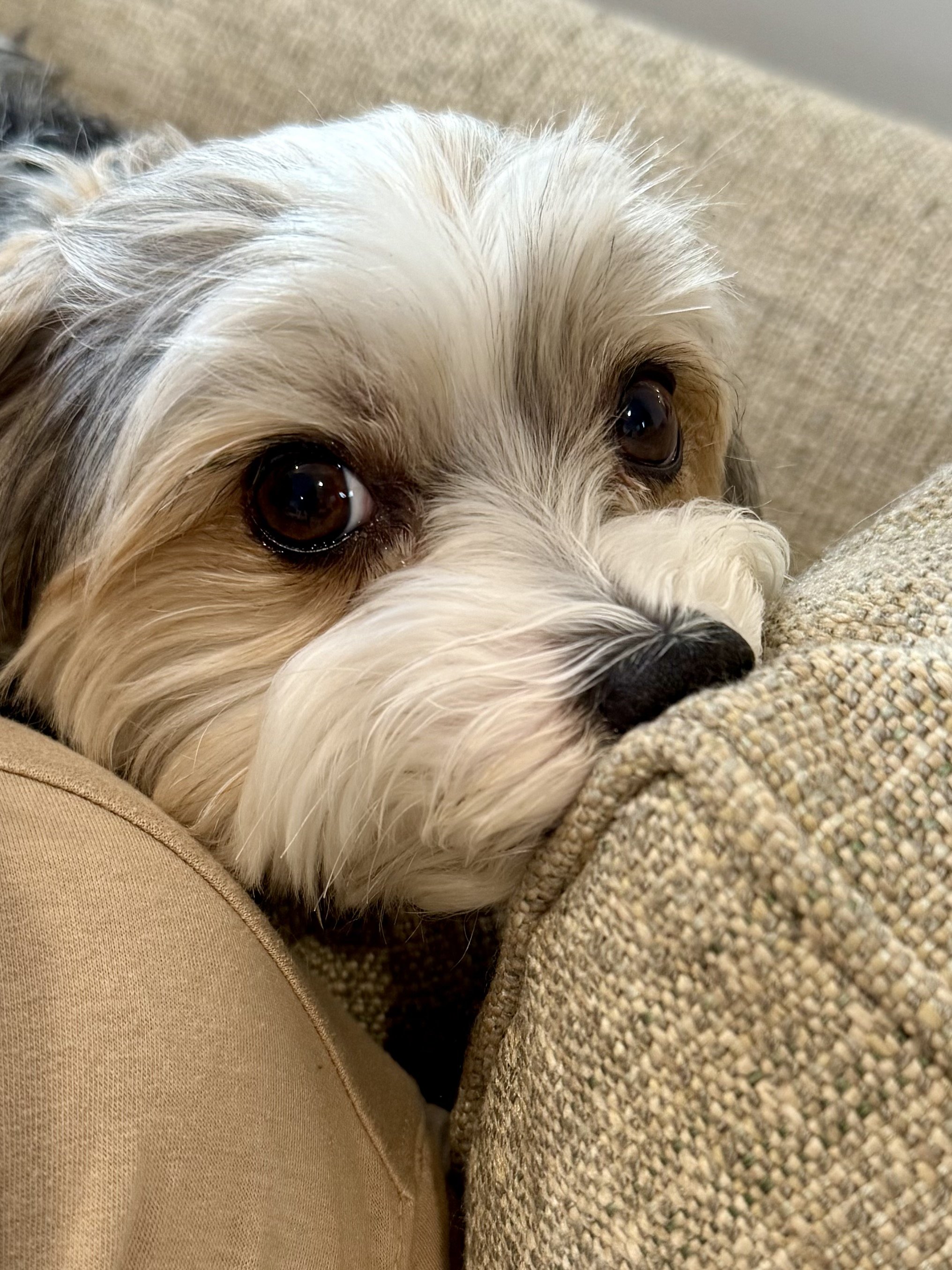 Dogs