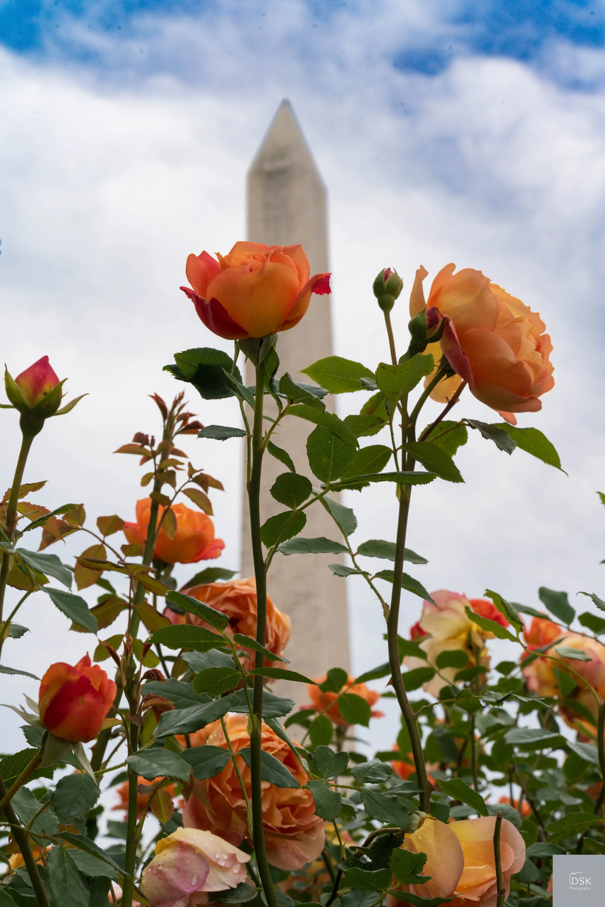 Washington Monument and Flowers Surrounding