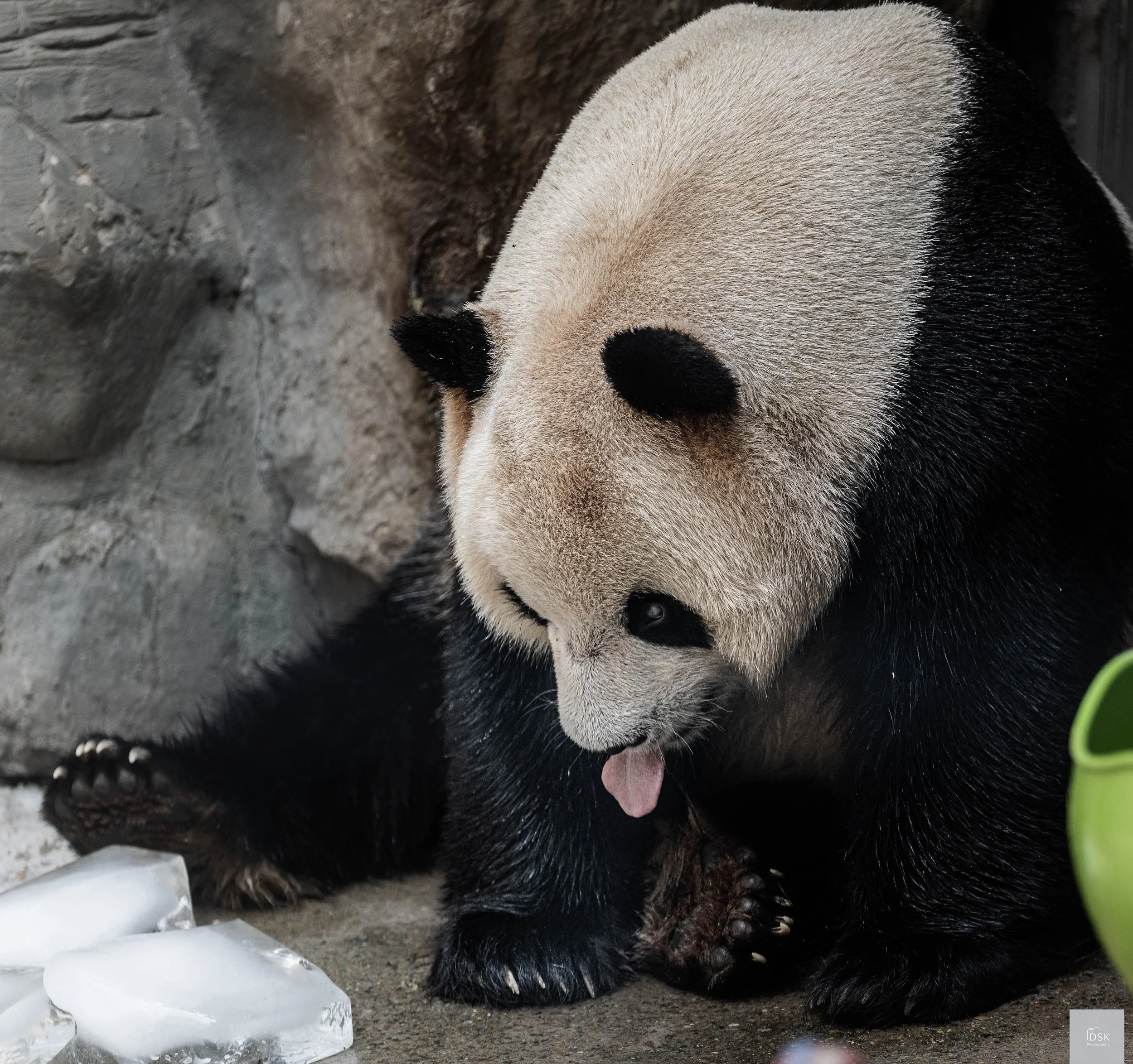 Beijing Pandas