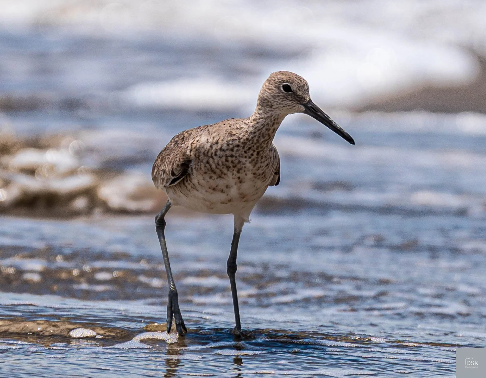 Shortbilled Dowitcher