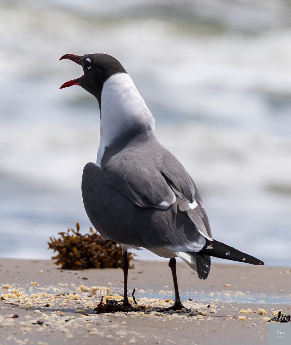 laughing gull