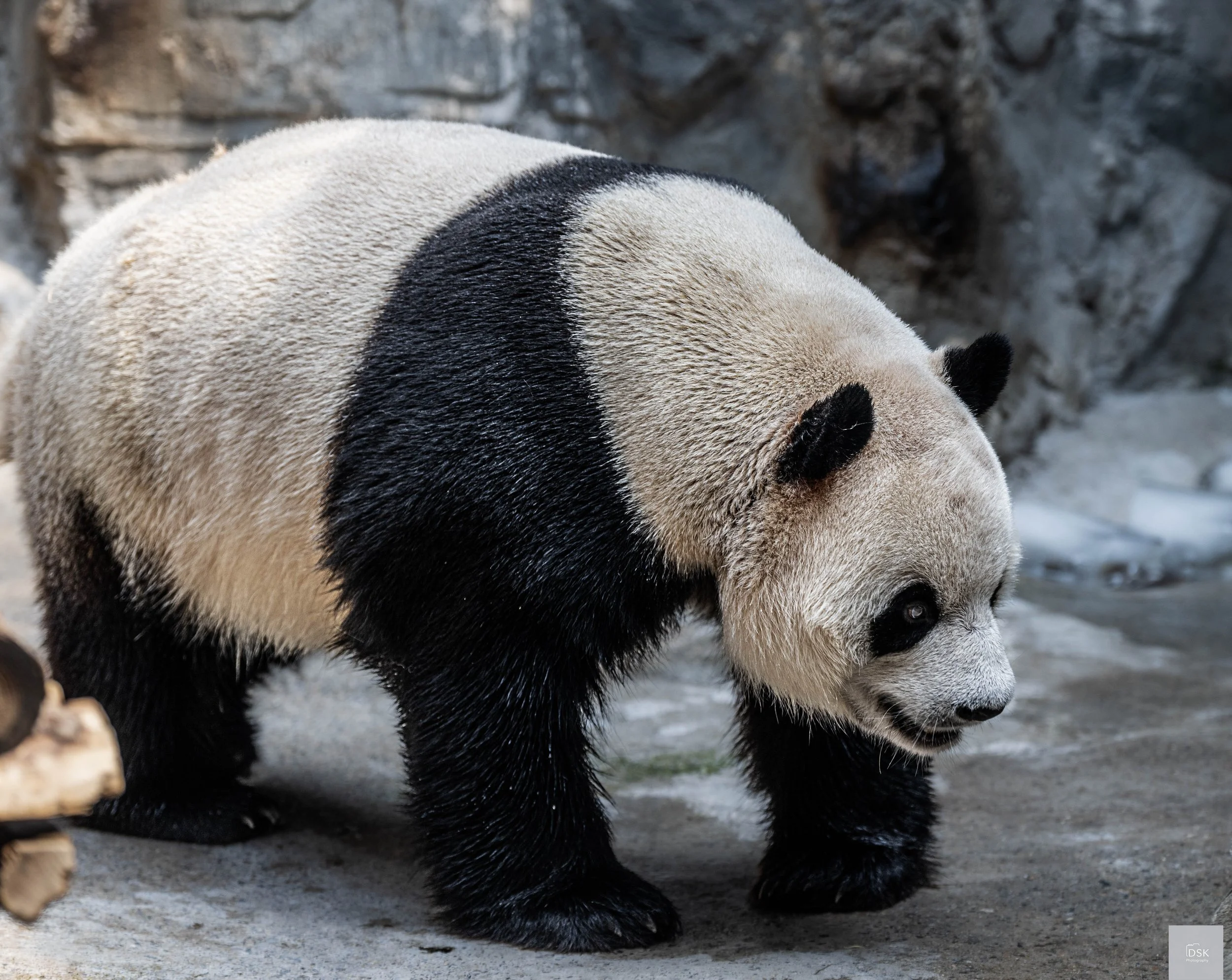 Beijing Pandas