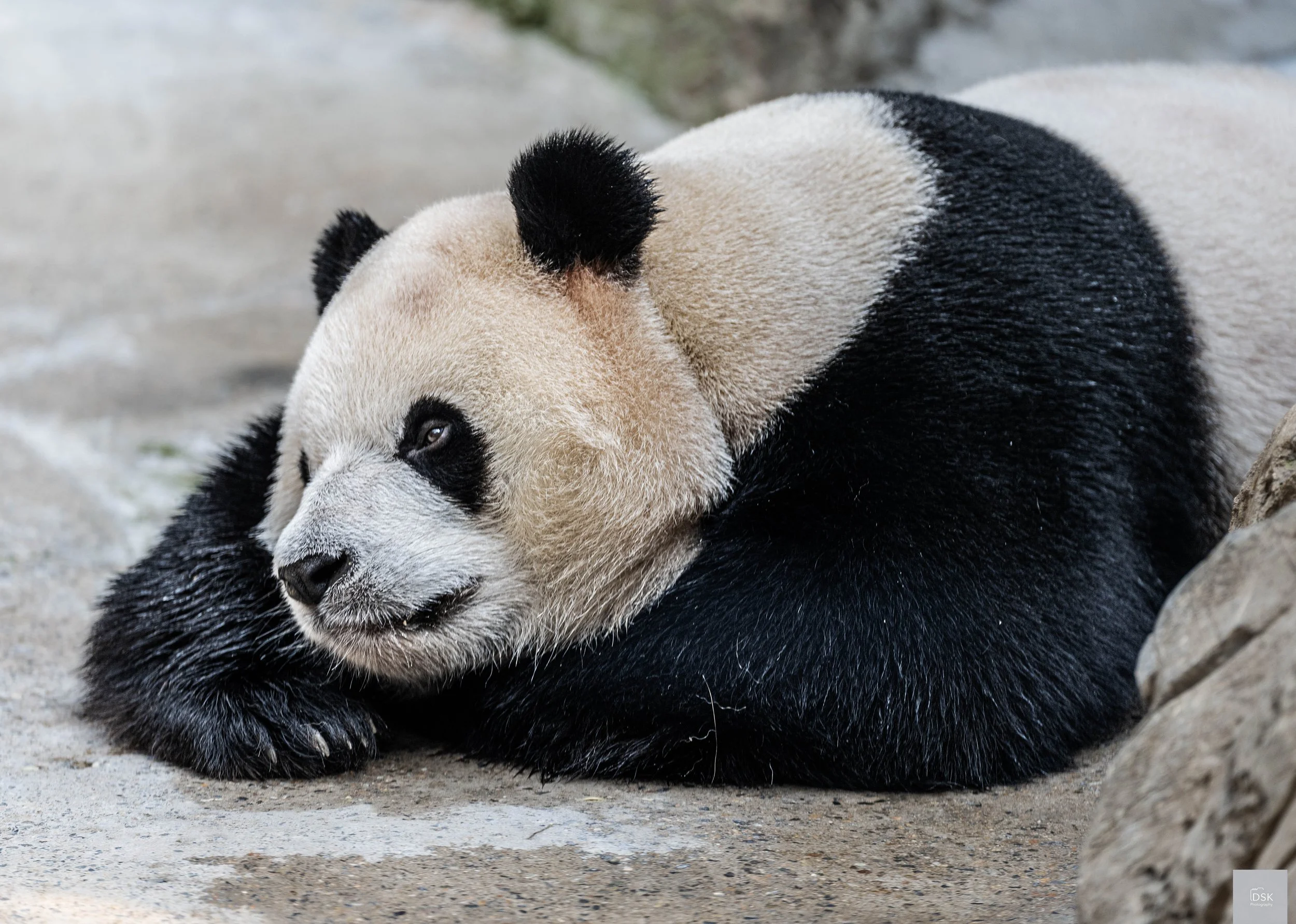 Pandas napping