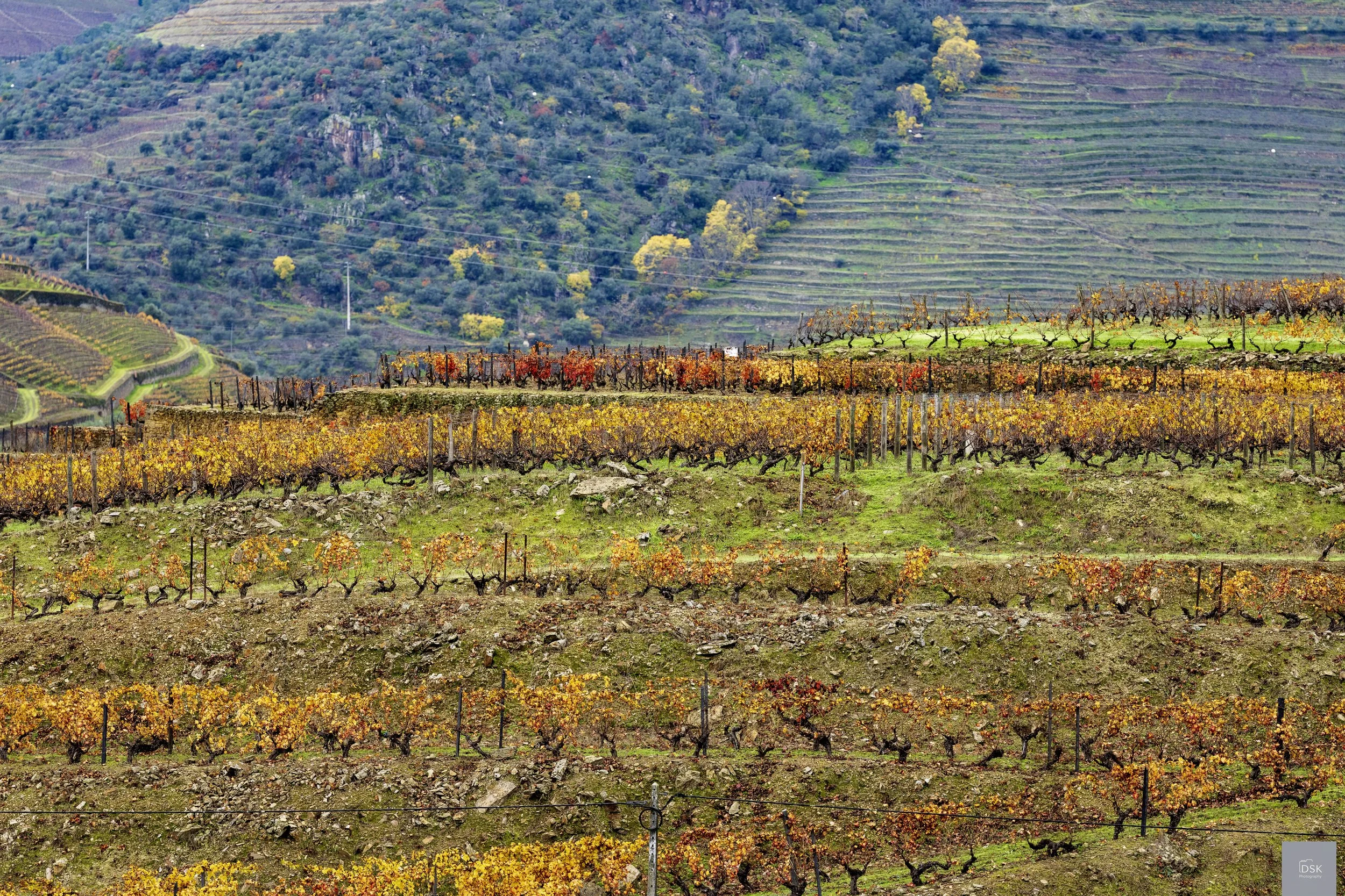 Vineyard - Douro River Valley - Wine Country - Portugal