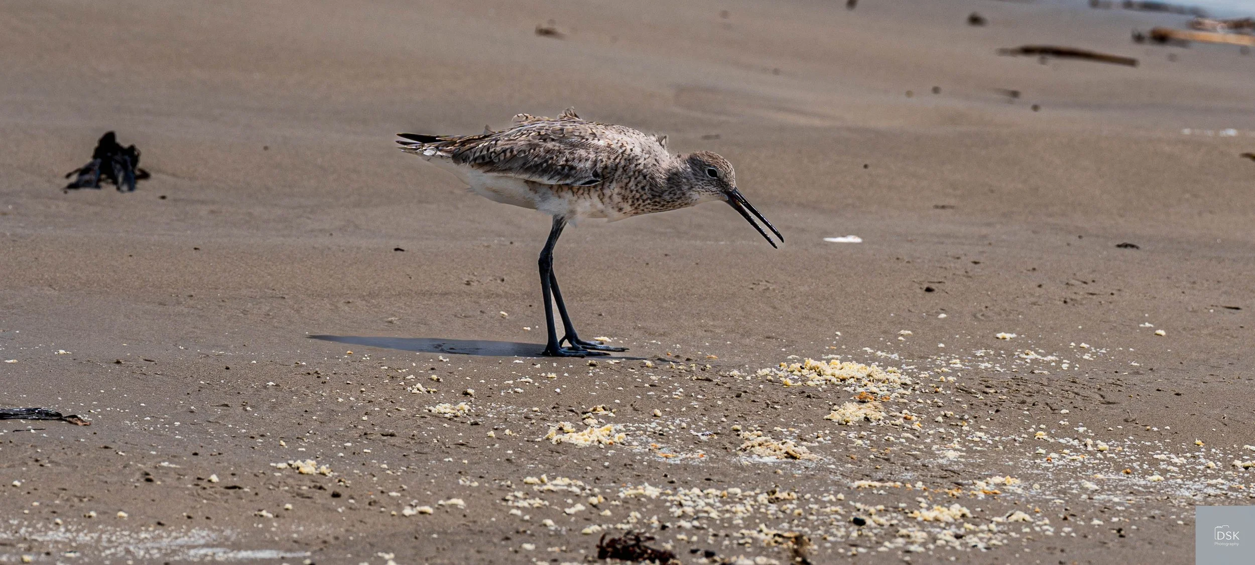 Sand Tern