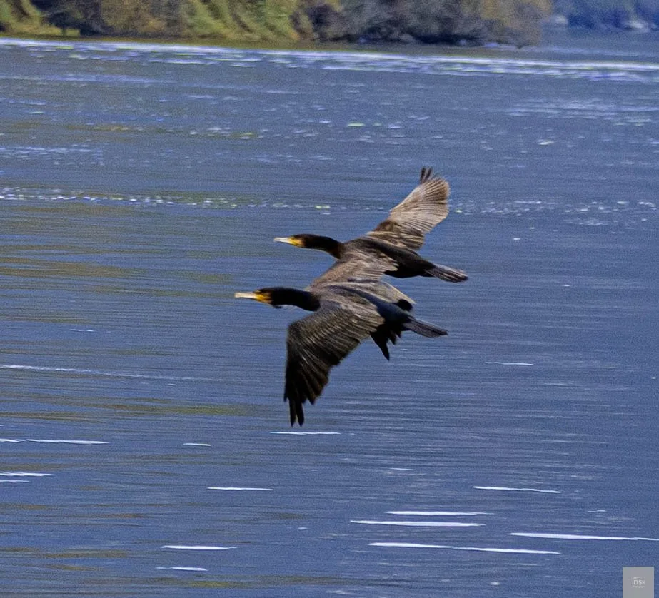 Great Cormorant - Douro River Valley -  Portugal