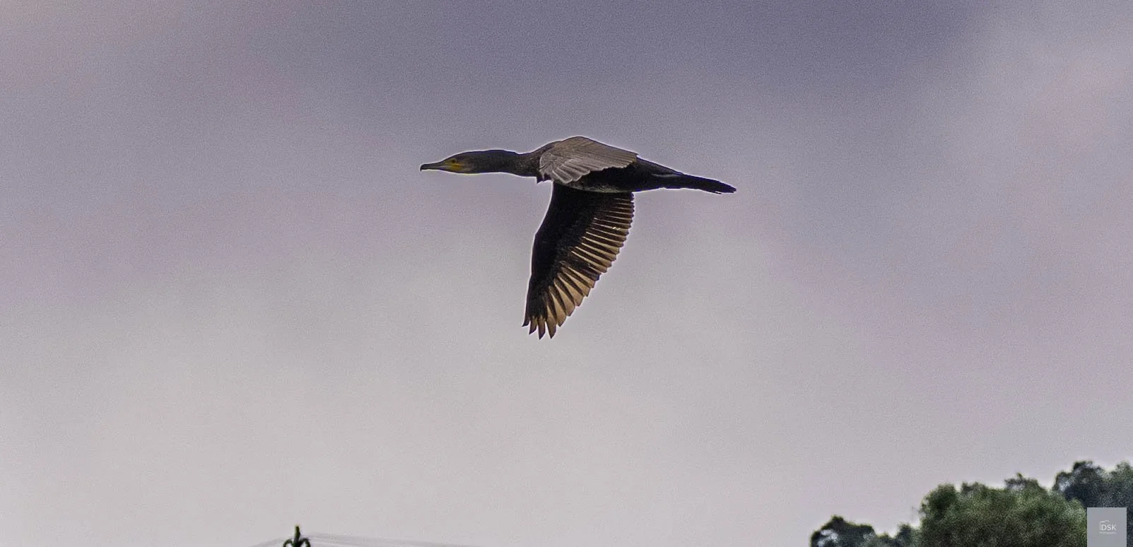 Great Cormorant - Douro River Valley -  Portugal