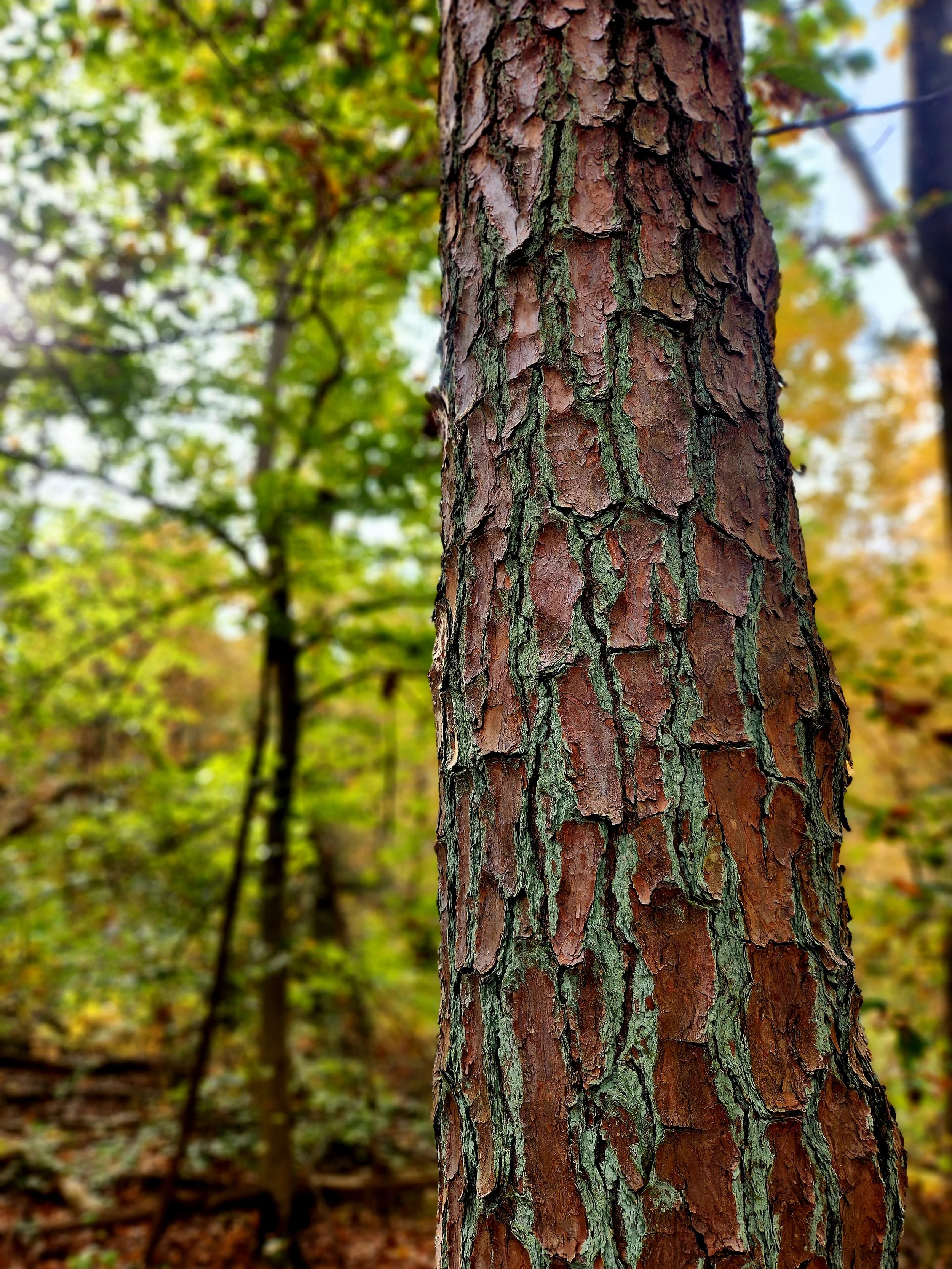 Fall --footnote to season's/change