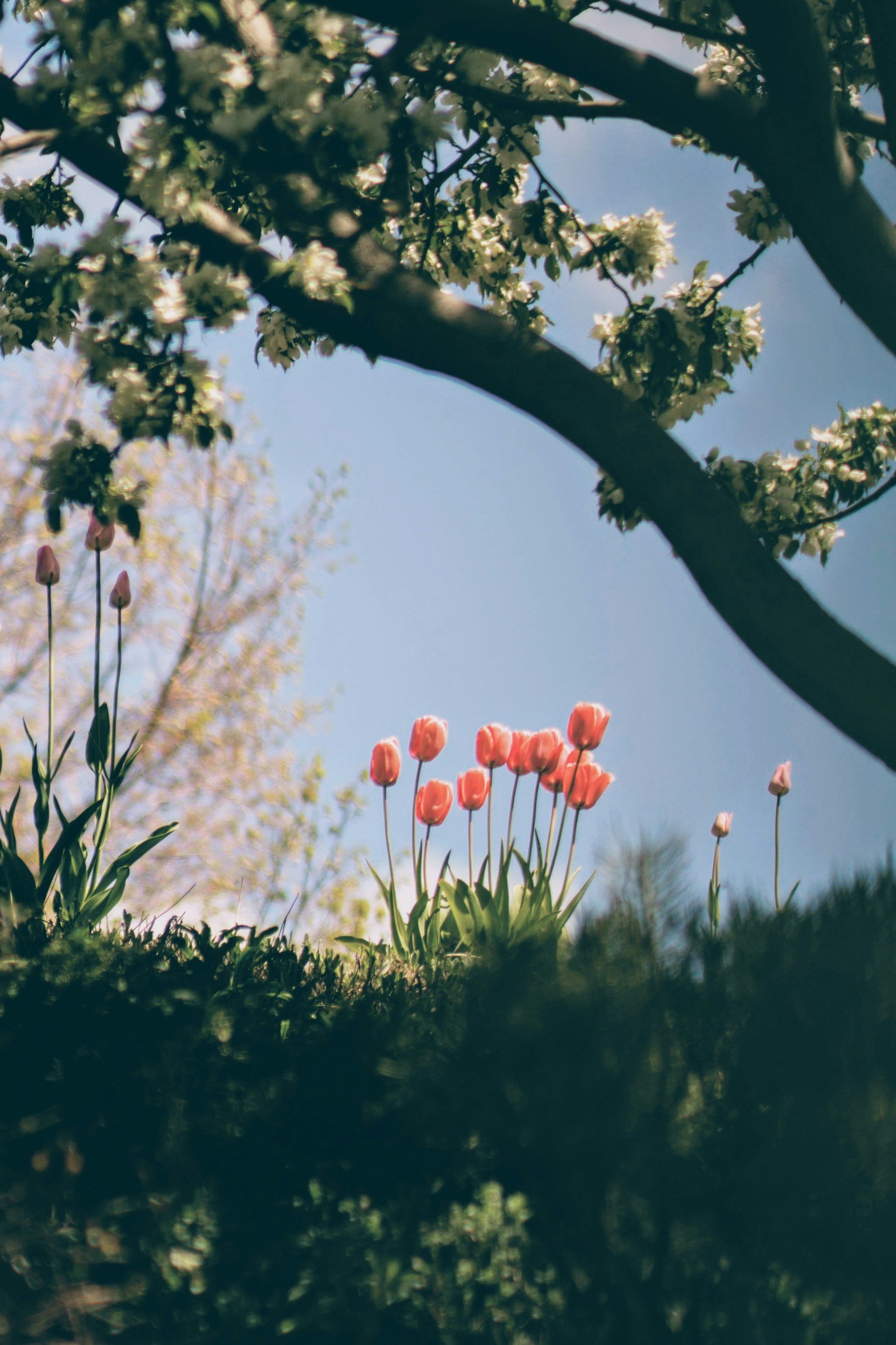 a boy moose ate my tulips