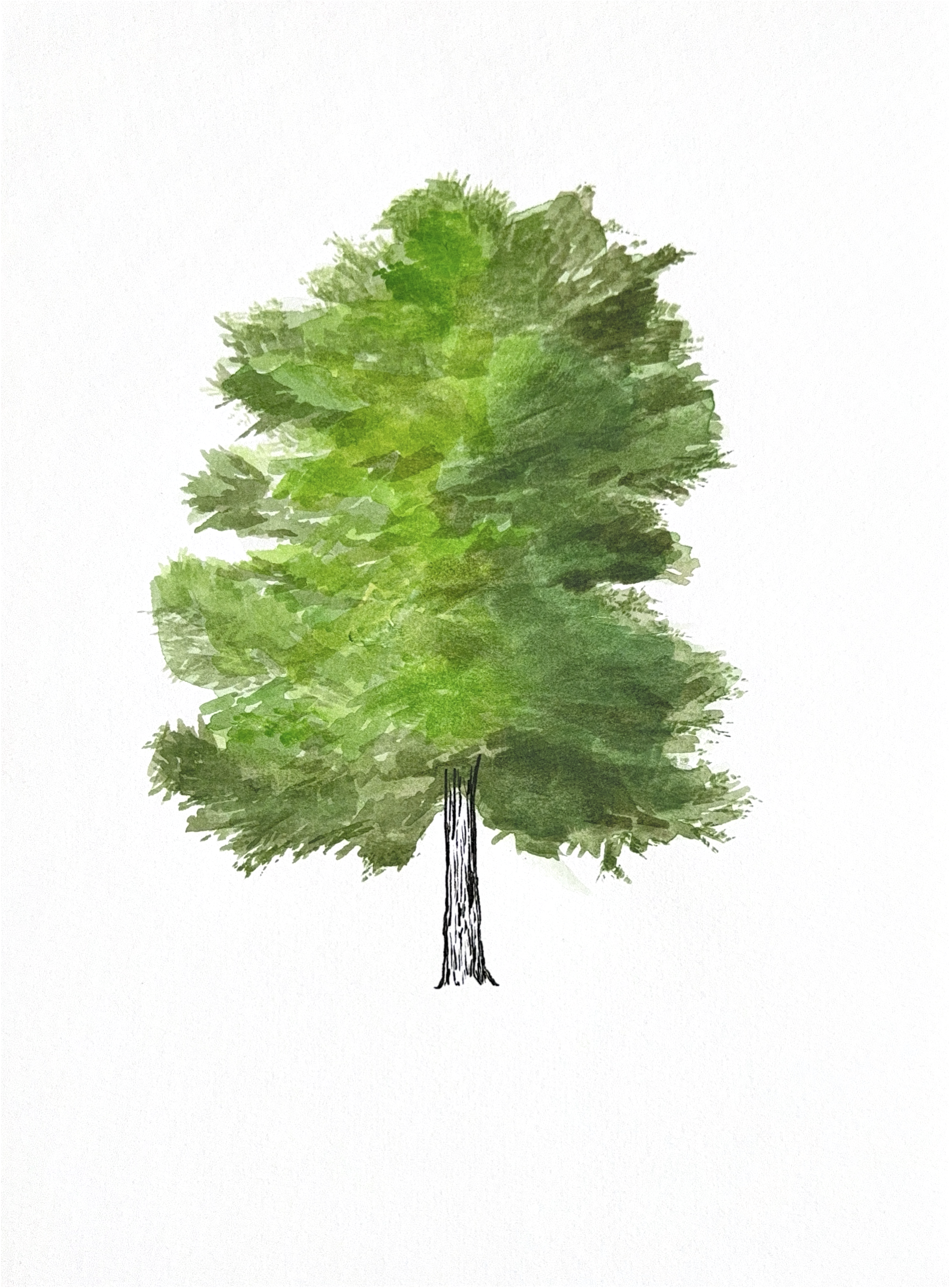 Water Oak (Quercus nigra)