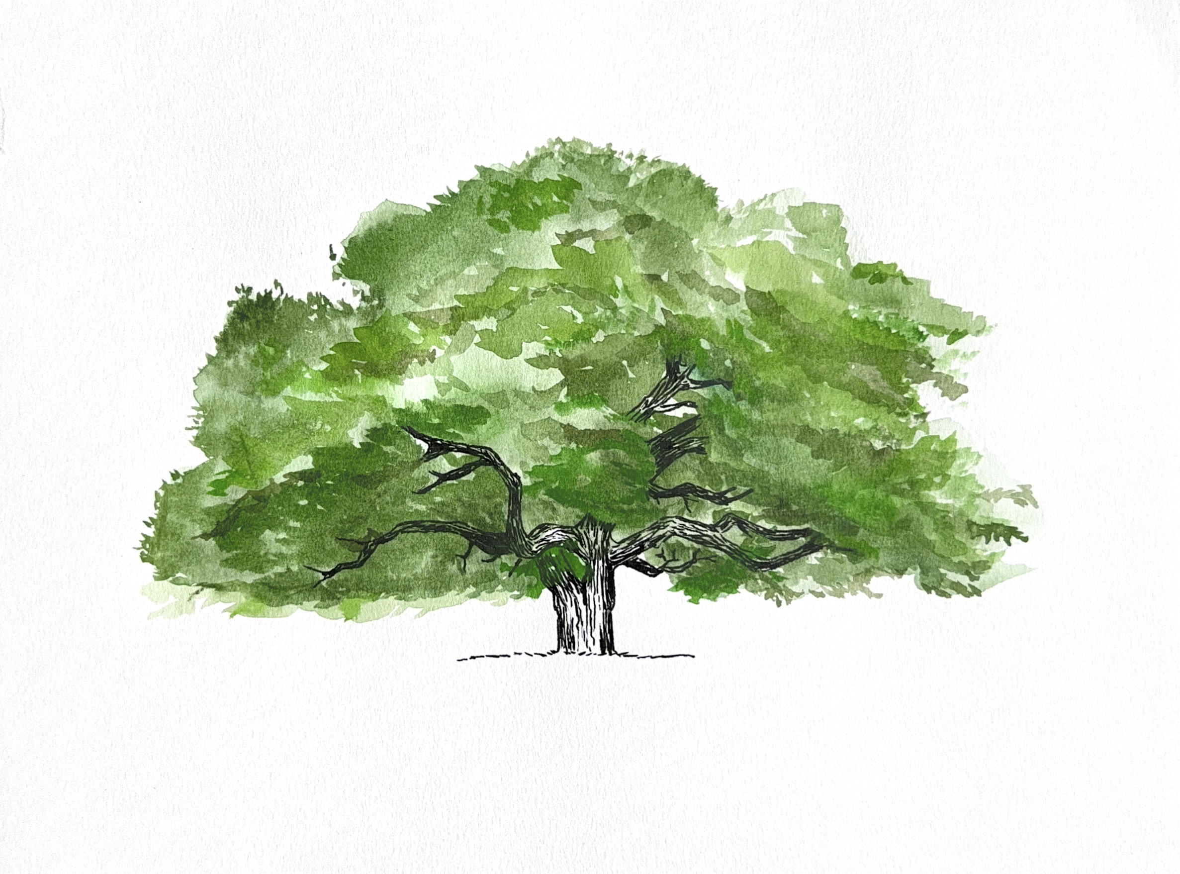 Live Oak (Quercus virginiana)