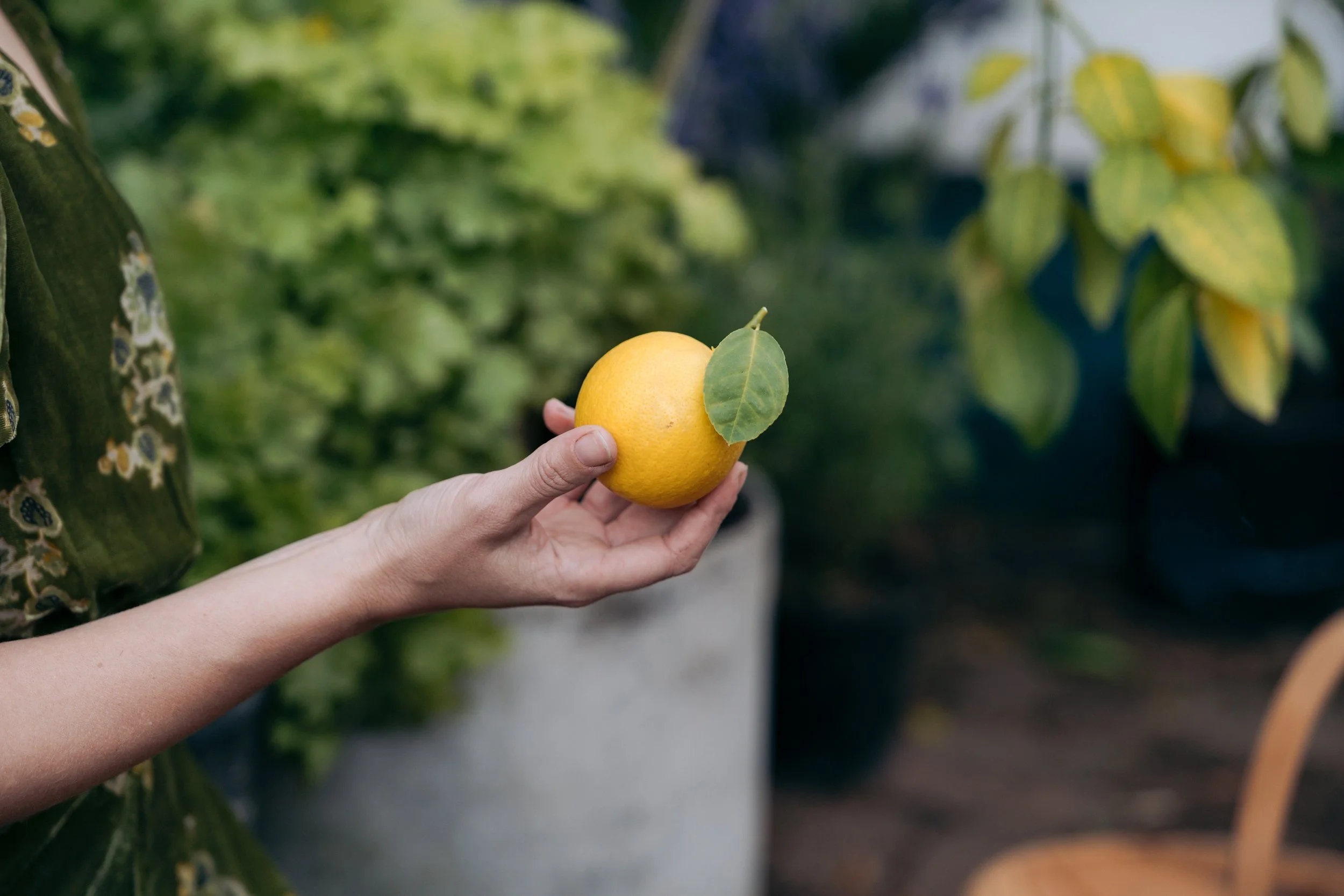 A person holding a yellow lemon with a green leaf attached, surrounded by greenery.