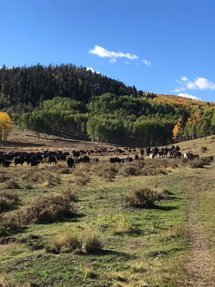 Cows grazing on a grassy hillside with a wooded forest and blue sky with clouds in the background.