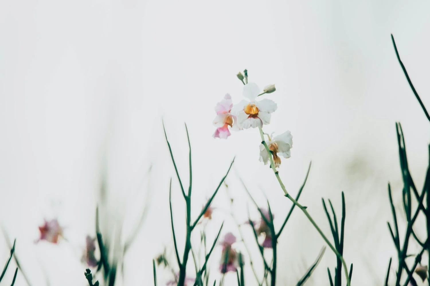 Close-up of delicate white and pink flowers with green stems against a soft, light background.