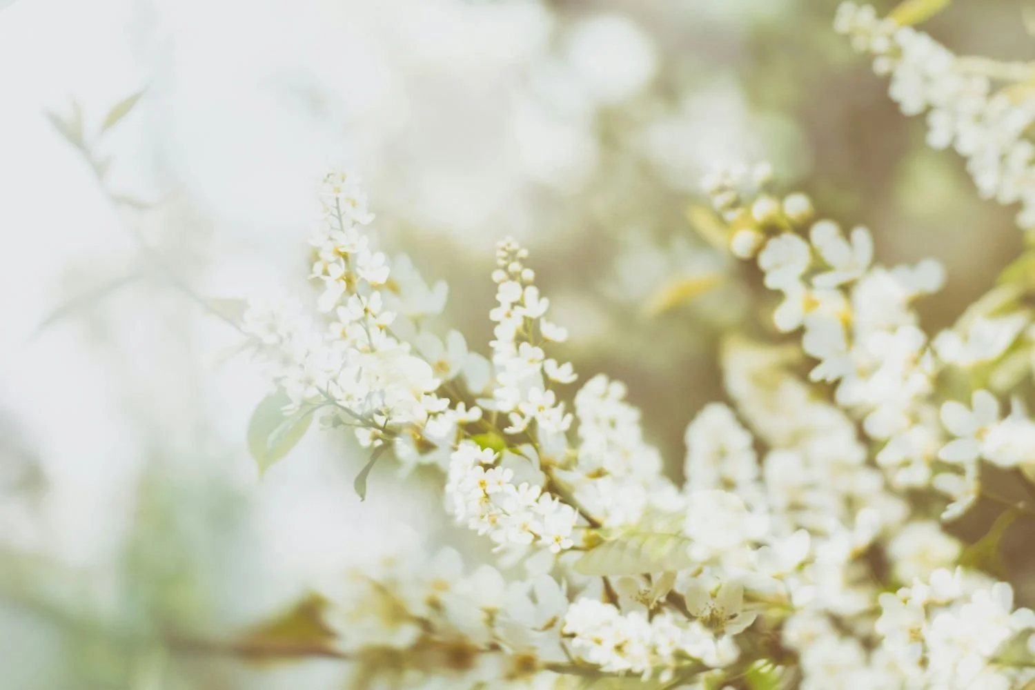 Close-up of white flowers with green leaves and soft sunlight