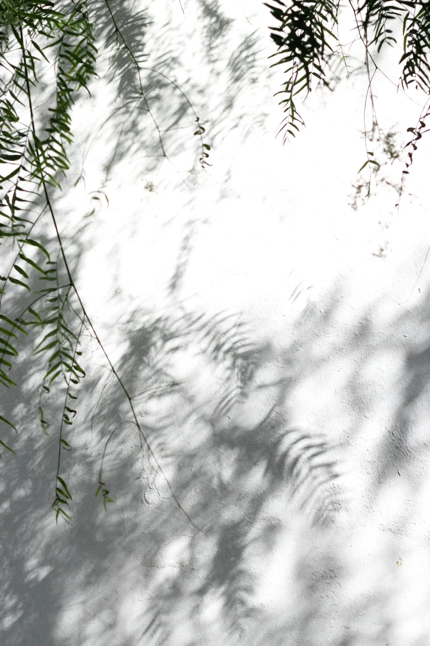 Leaves casting shadows on a white textured wall.