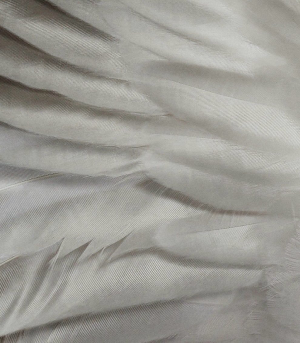 As a feather carries grace without burden, a virtual assistant supports your business with quiet efficiency and dependable precision.

Invest in a solution that lightens operational demands while enabling you to focus on meaningful growth and long te