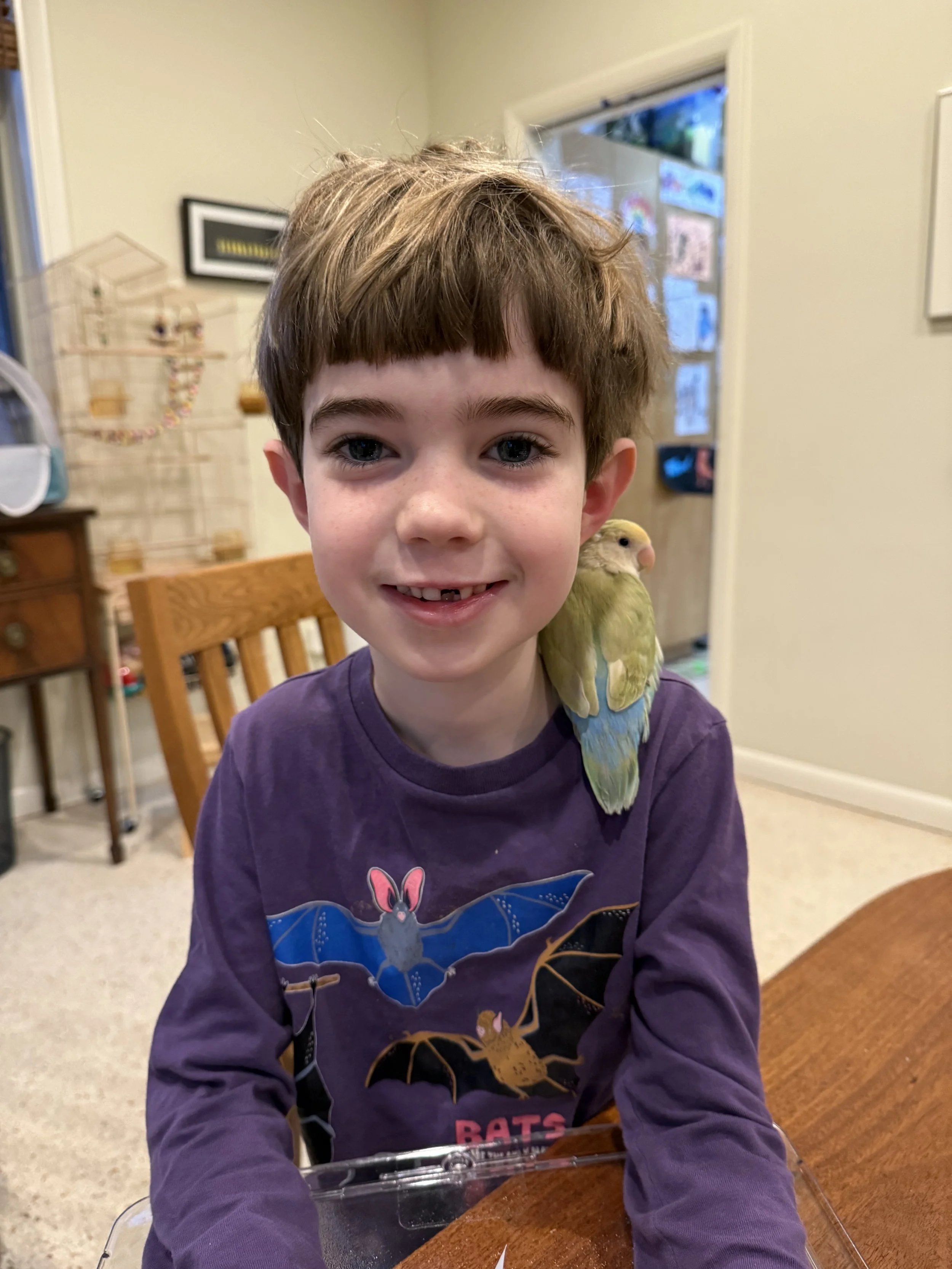 A young boy with brown hair and a purple sweatshirt featuring bat illustrations, smiling with a small yellow and green bird perched on his right shoulder, sitting at a wooden table in a room with light-colored walls and a background of furniture and decorations.