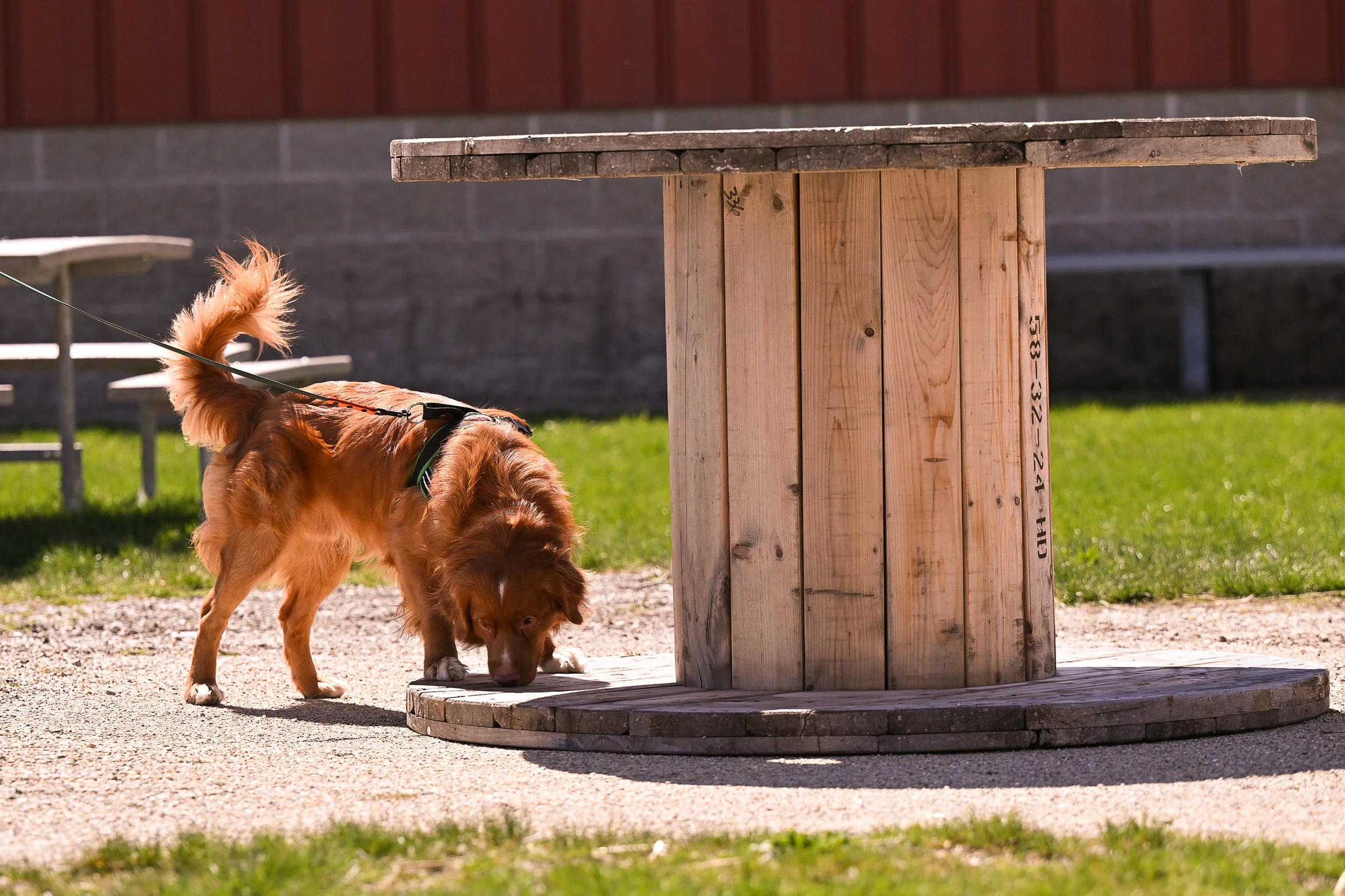 AKC Scent Work Trial