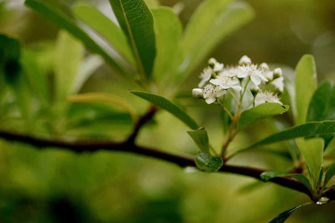 Close-up of a plant with elongated green leaves and small white flowers