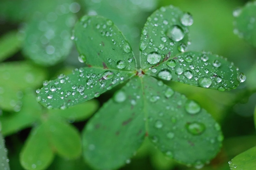 Close-up of green clover leaves with water droplets on the surface.