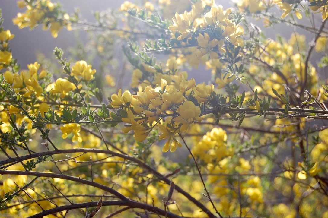 Yellow flowering shrub with sunlight streaming through.