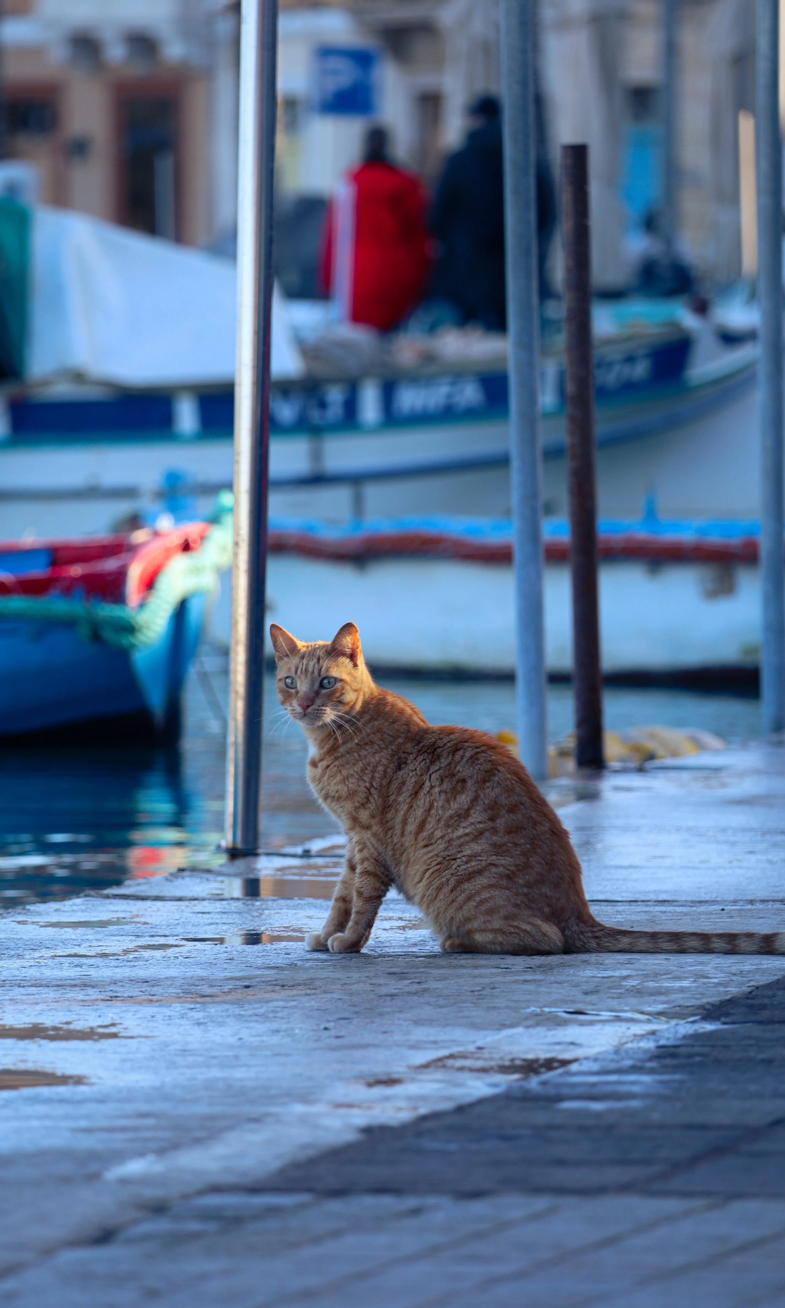 An orange tabby cat sitting on a wet street near a docked boat, with two people walking in the background wearing colorful jackets.