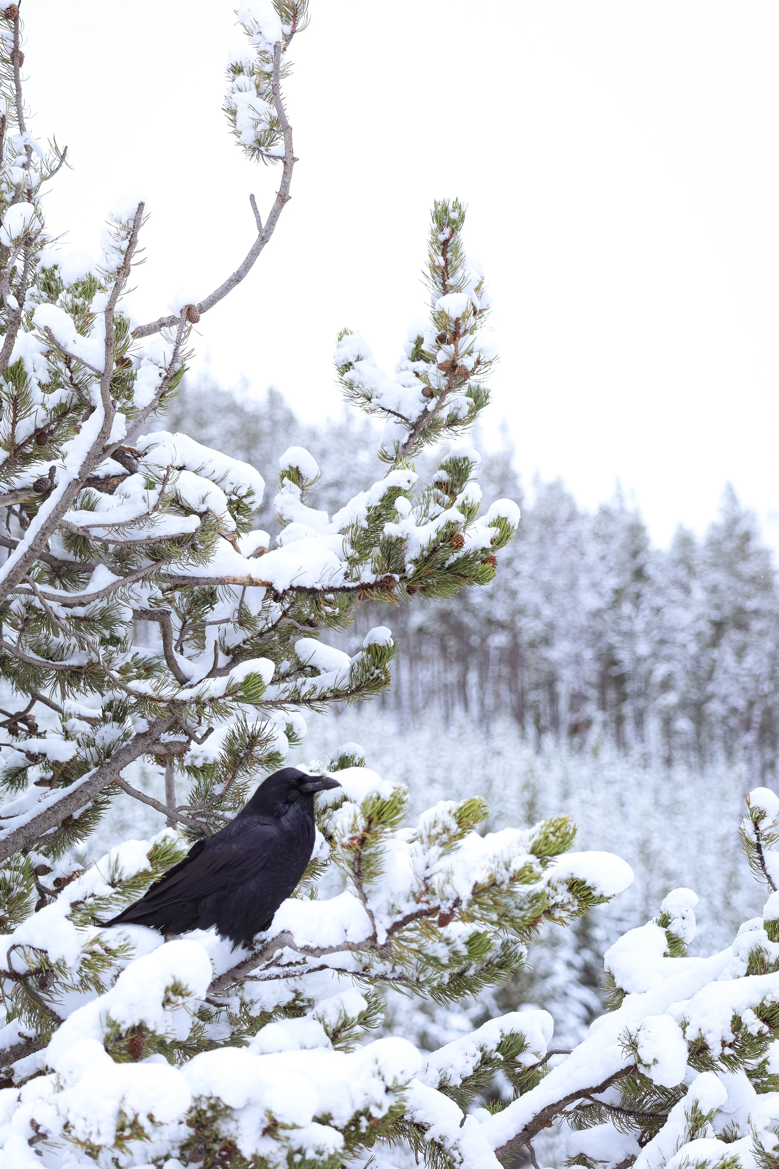 Snow-covered pine branches with a black bird perched on a branch in a winter landscape.
