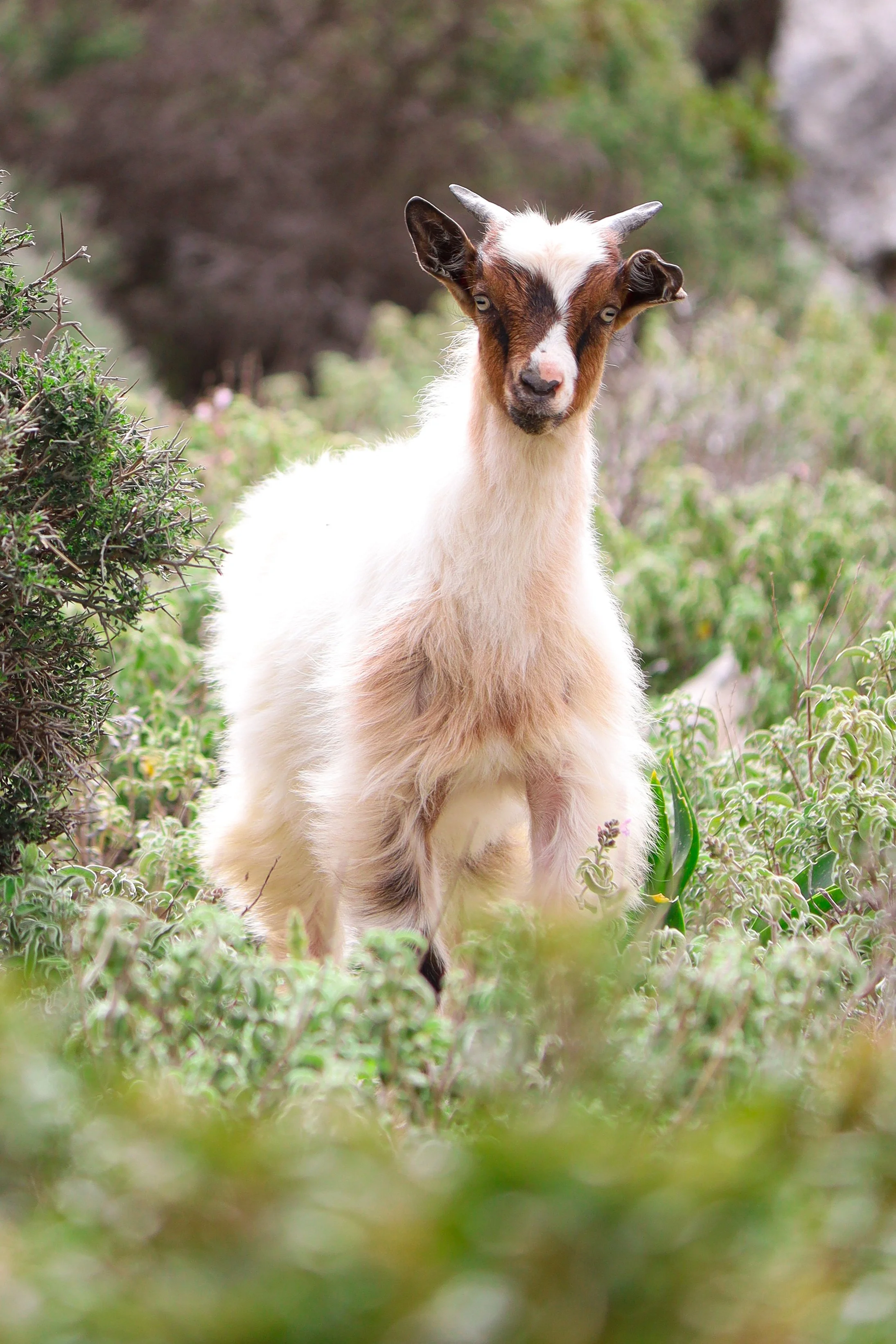 A goat standing amidst green bushes and plants in a natural outdoor setting.