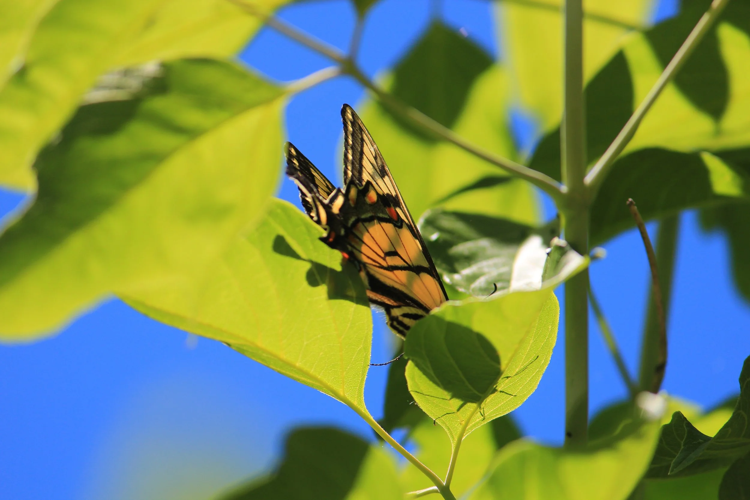 A butterfly with yellow and black wings resting on green leaves against a bright blue sky.