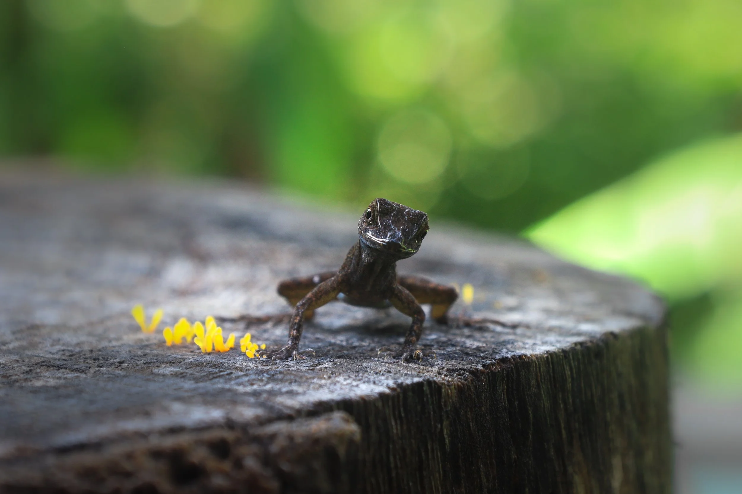 A tiny black salamander with bumpy skin perched on a textured gray piece of wood with blurred green foliage in the background.