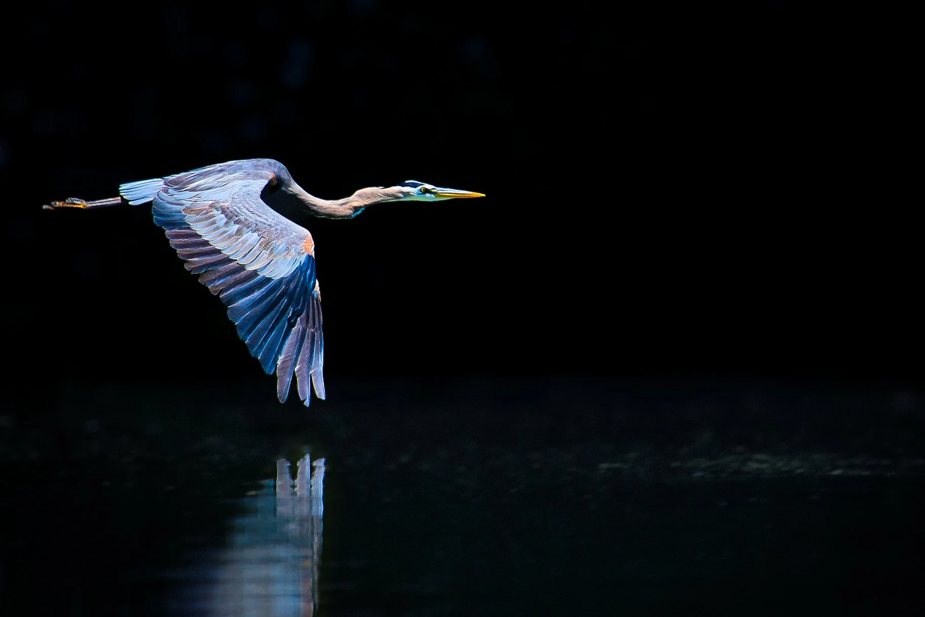 A heron flying over dark water with reflections.