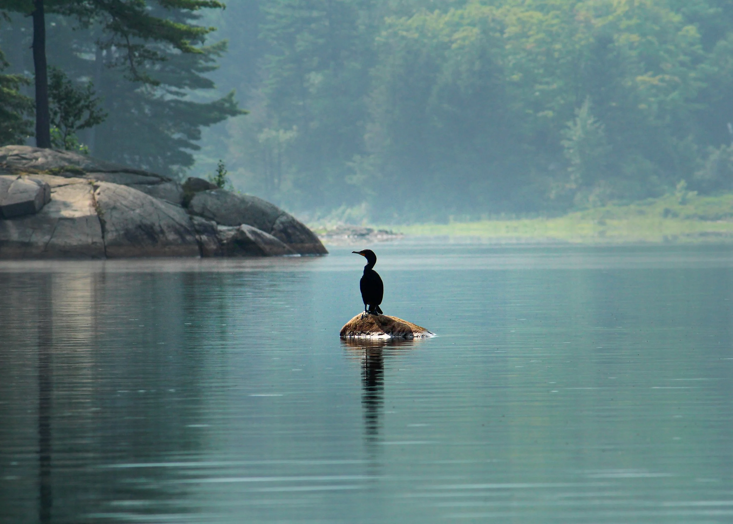 A lone bird perched on a rock in the middle of a misty, calm lake surrounded by lush green trees and rocky shoreline.