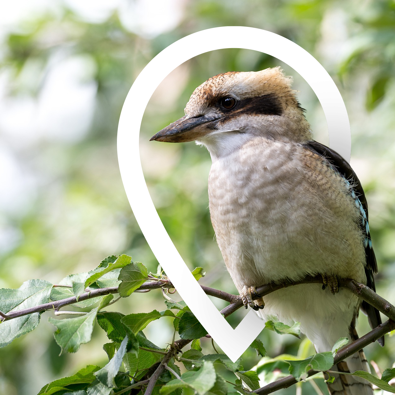 kookaburra in Pin Square.png