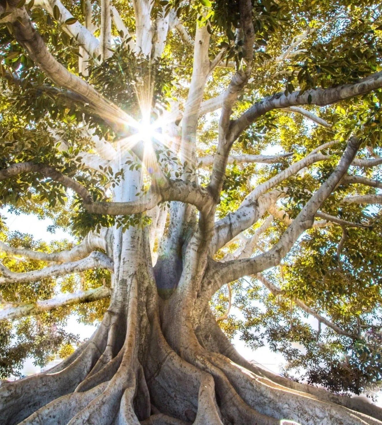 Looking up at a large, sprawling tree with thick roots and branches, sunlight shining through the leaves.