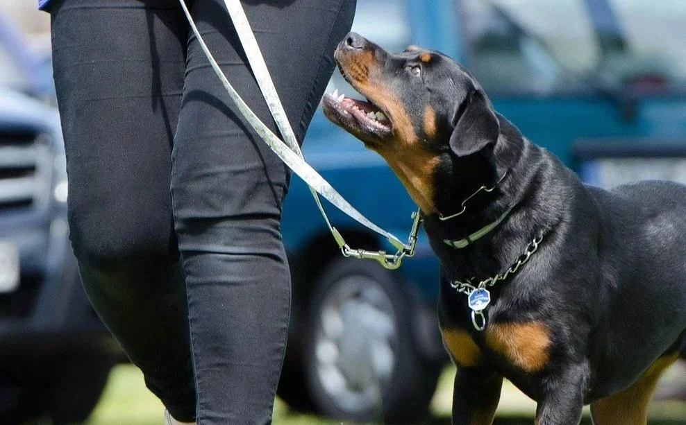 Issues with walking dogs- The Surf Coast Dog Trainer