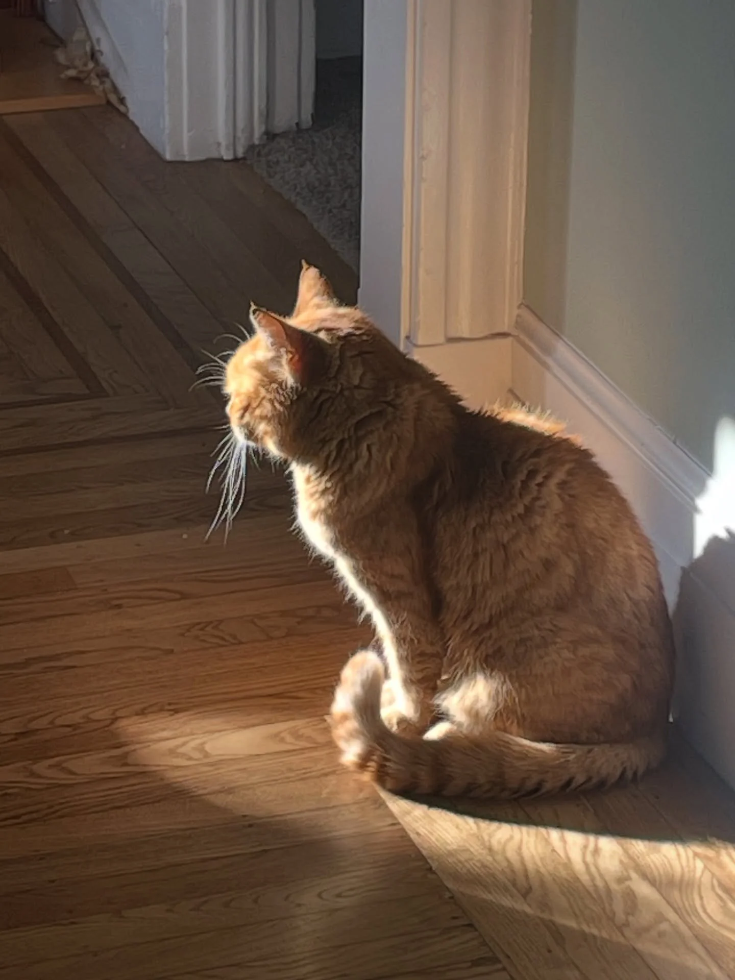 A few days ago, we had to make the decision to put down my cat, Lobster. He lived 15 years despite chronic health issues. I think he had a rough kitten-hood. 

I picked him out from other kittens at an SPCA in Austin, Texas. His face just stopped me 