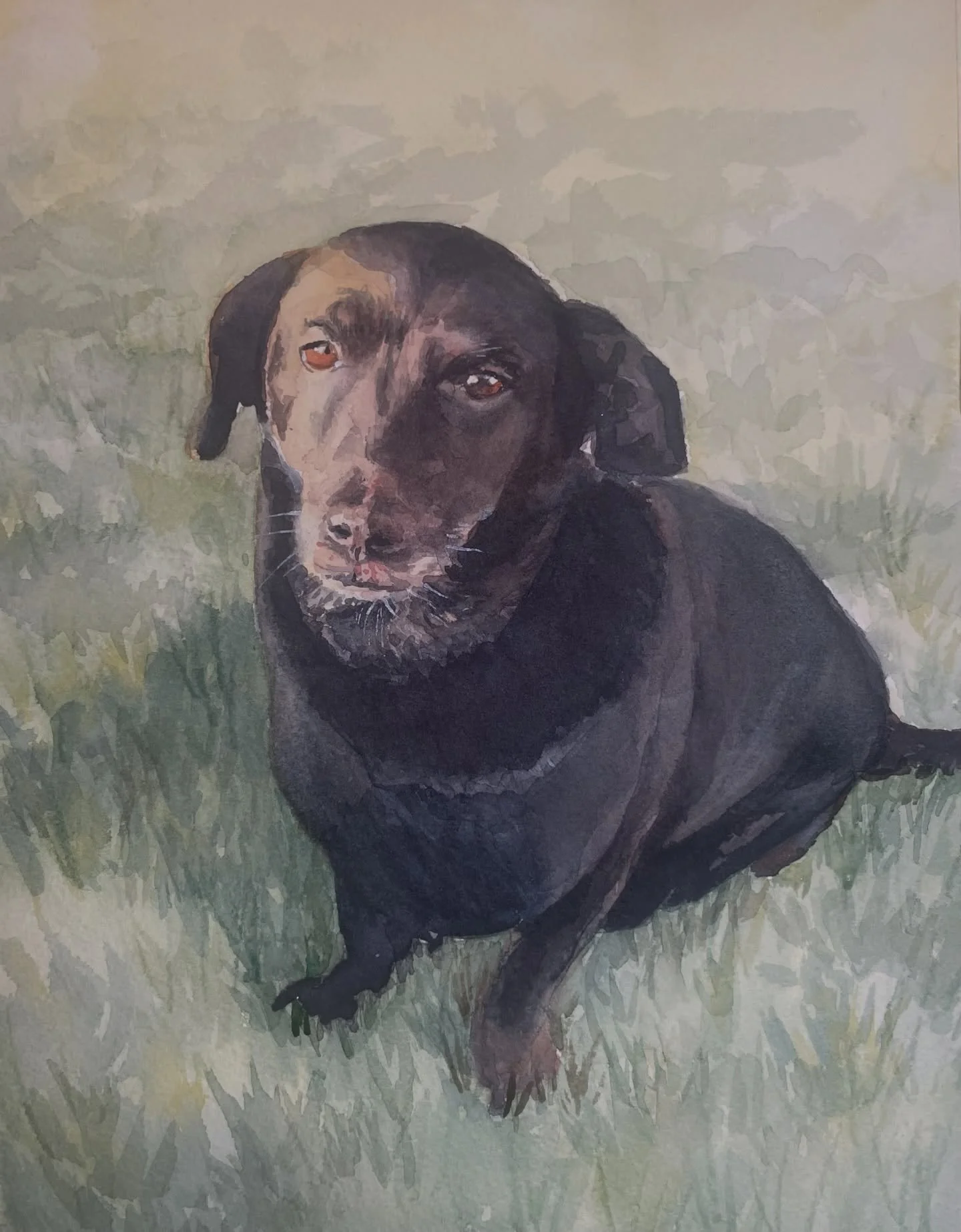This is a painting of Giant. He has been with his family for 16 years. His owner told me they are a family of nine, including Giant. He is definitely a beloved member of their family! So it was an honor to paint him.

#petwatercolor 
#belovedpets 
#p