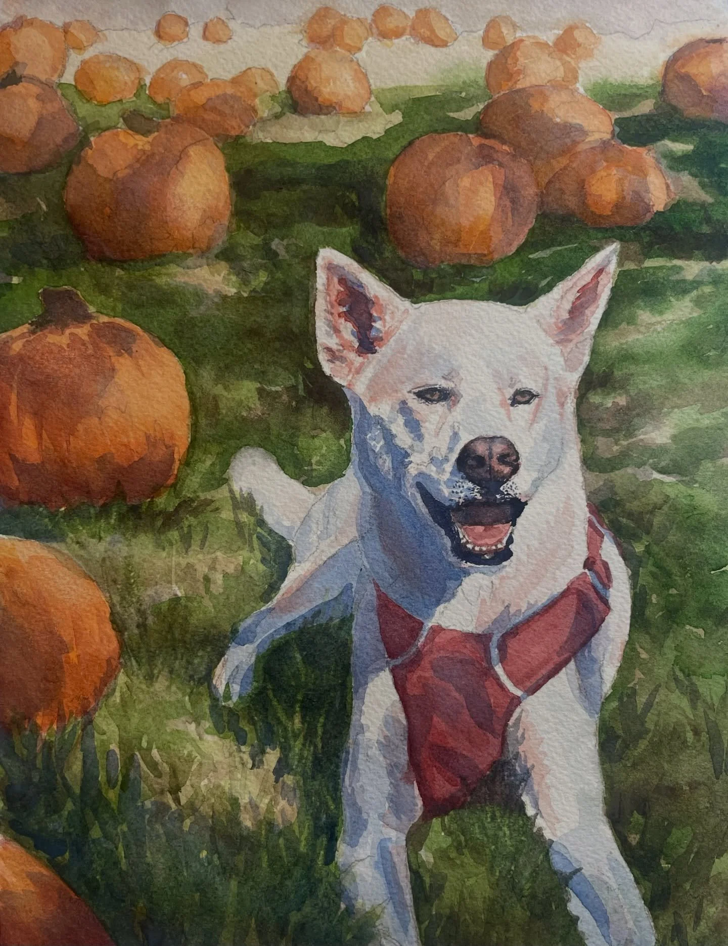 This is Charlie. Just a dog, enjoying a beautiful day. Sitting in a field of pumpkins. 

The family that commissioned this portrait wanted a photo where Charlie is smiling. But this beautiful dog can&rsquo;t help but look stern and majestic. In all t
