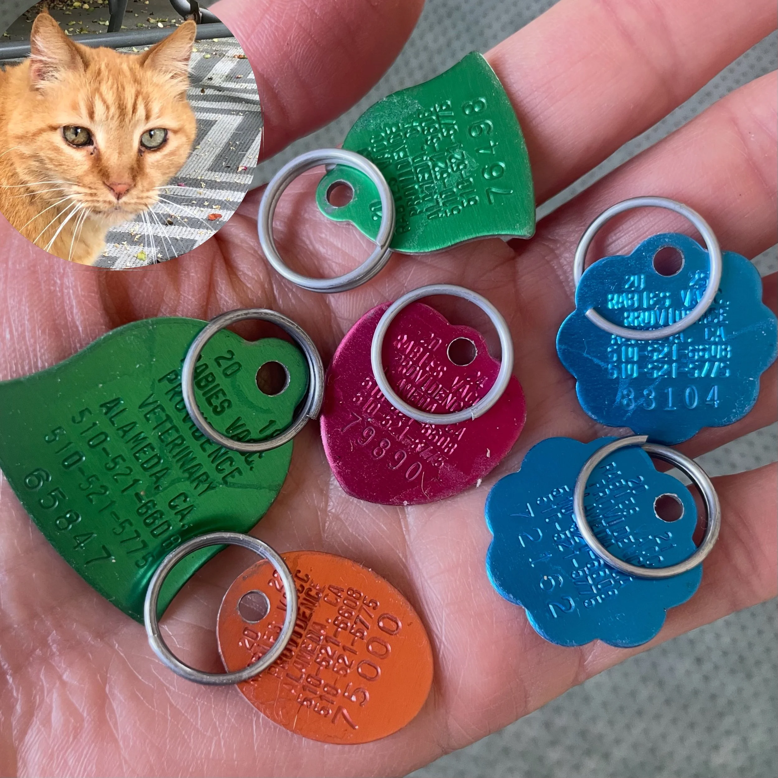 I have finally tossed out the veterinary records of my cat Lobster, who passed away last Thanksgiving. It&rsquo;s definitely a bittersweet thing to see these old rabies vaccination tags. 

Rest in peace sweet kitty. 💔

#catlove #catloss #tabbies