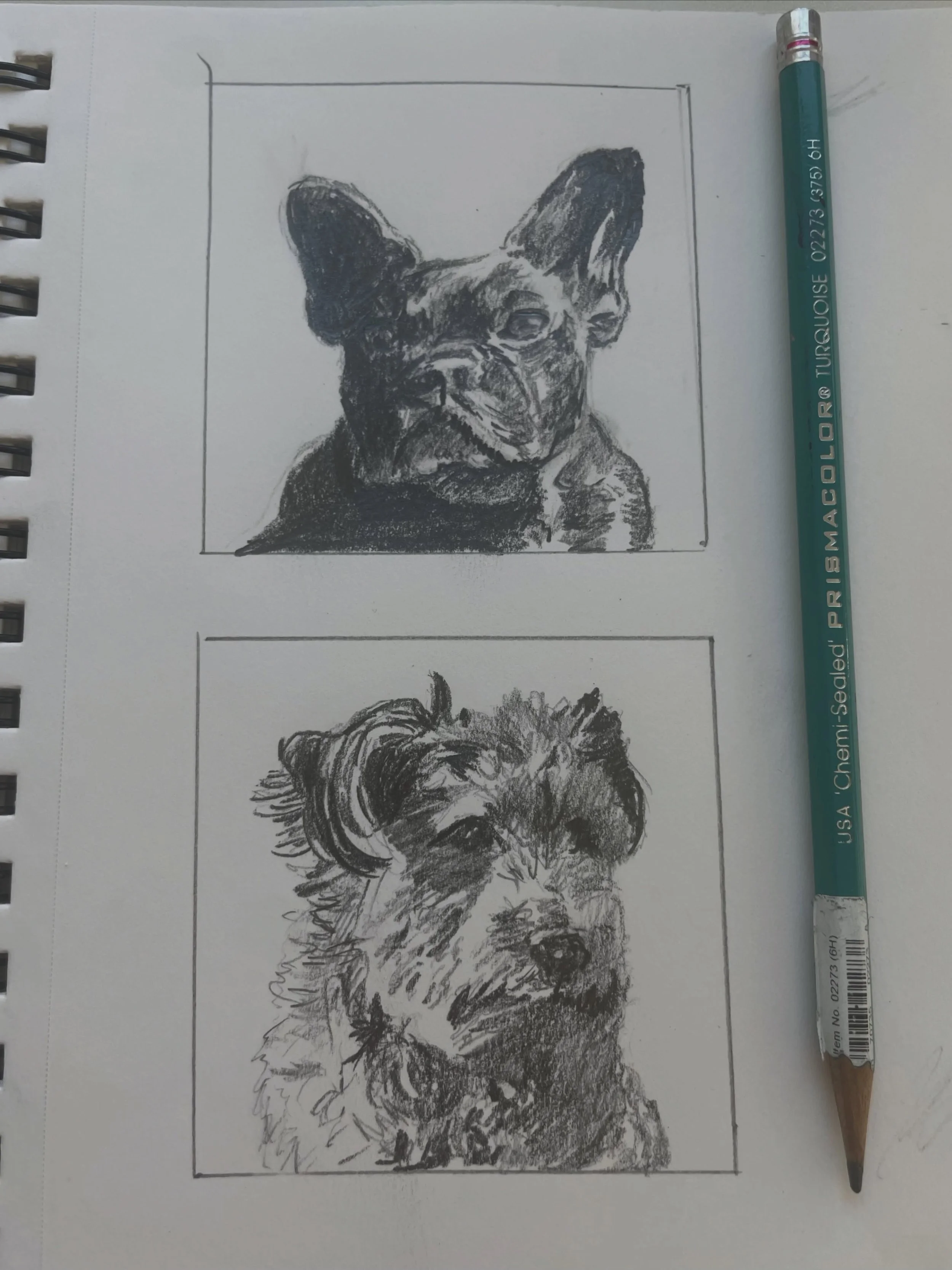 Value studies for my next two watercolor portraits!

#petart #artstuff #doggifts #sfbayartist