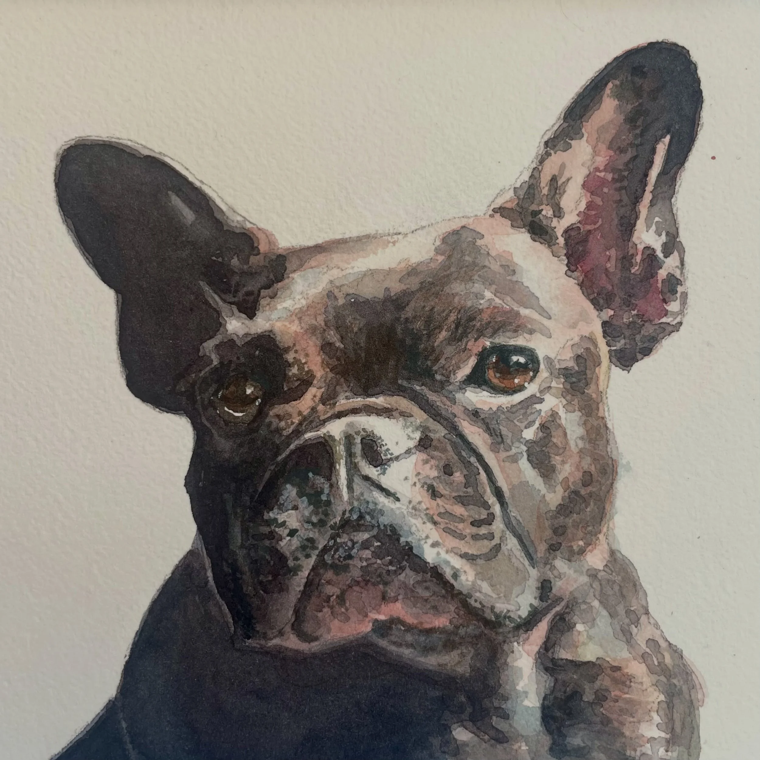 This is Mila, a sweet Frenchie I recently painted for @swannpaints, a fabulous abstract artist I met at a lovely spring art fair hosted by @montclair.village 

#dogart #sfbayartist #supportlocalartists #watercolorgifts