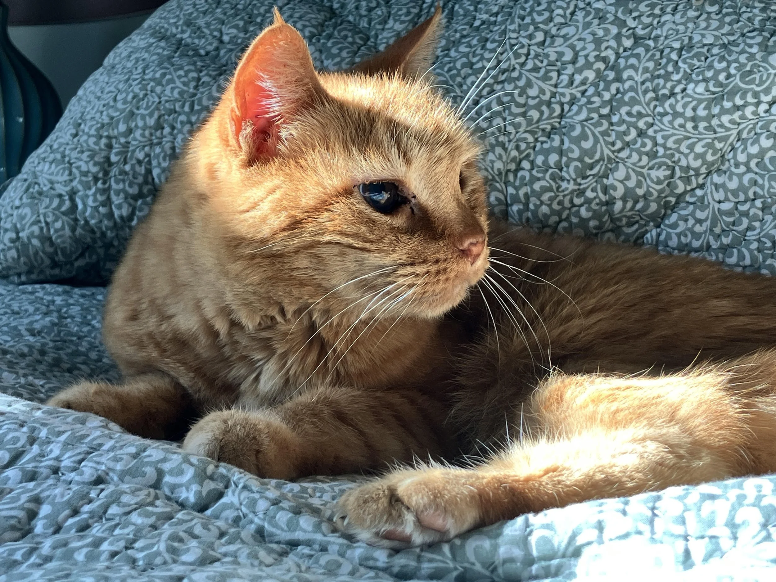 This is an example of a great photo that shows wonderful sunlight and contrast of an orange tabby cat. The photo was used to make a custom watercolor portrait by East Bay artist Chase Martin.