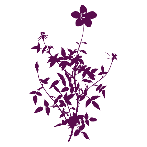 A handdrawn botanical illustration for Emma Griffin Writes by Swail Studio