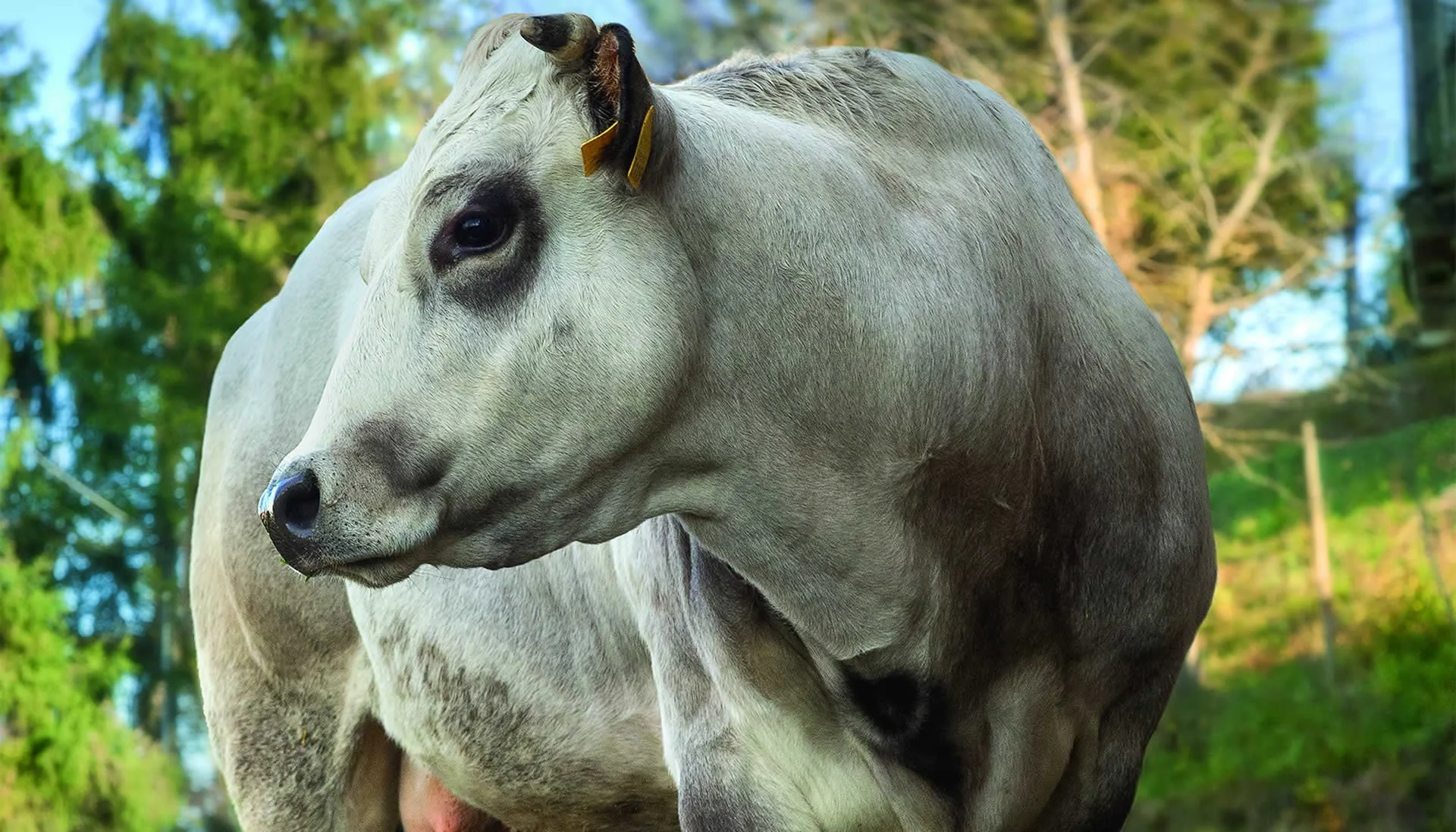 Fassona Piemontese