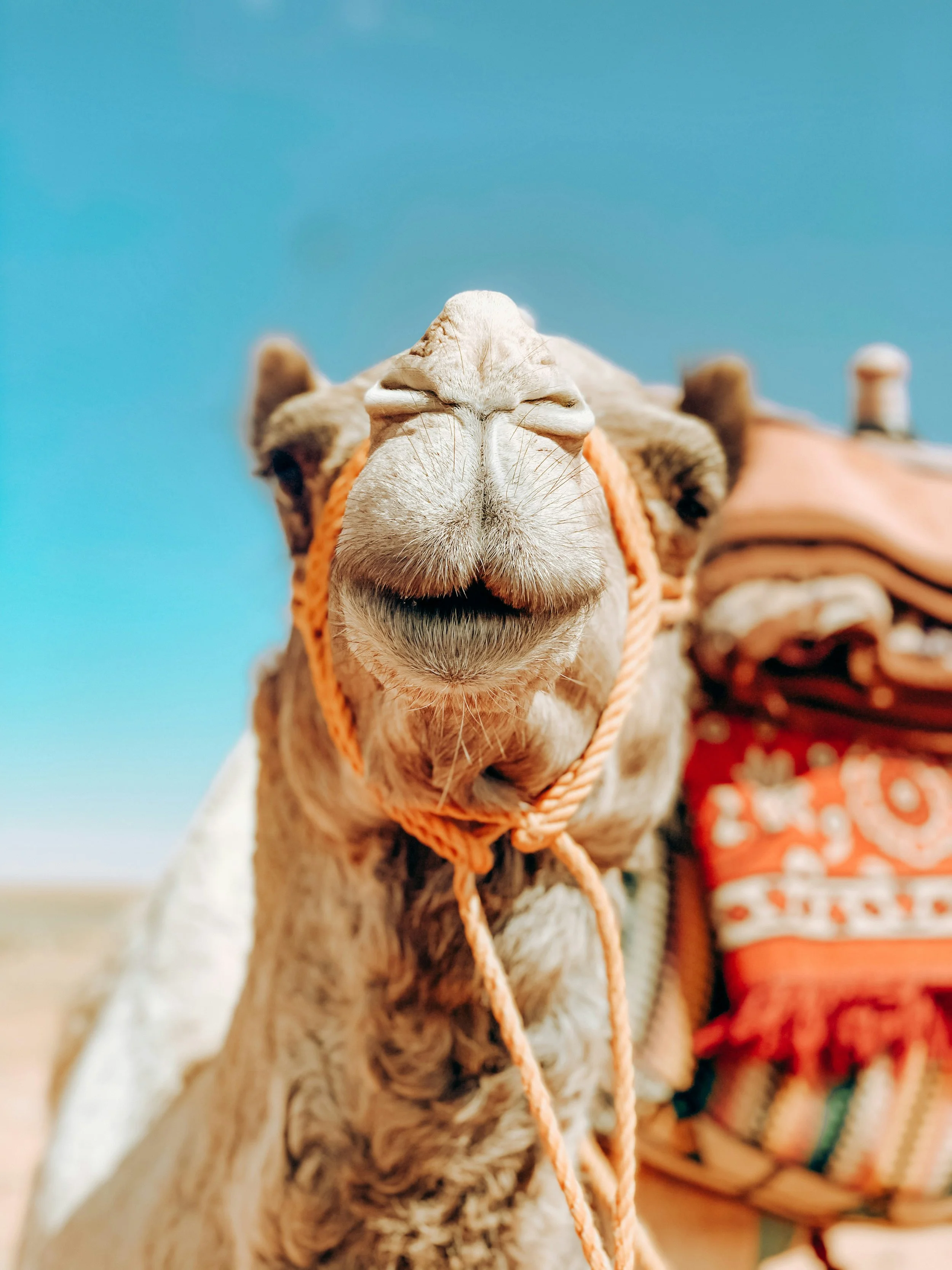 Be a Camel