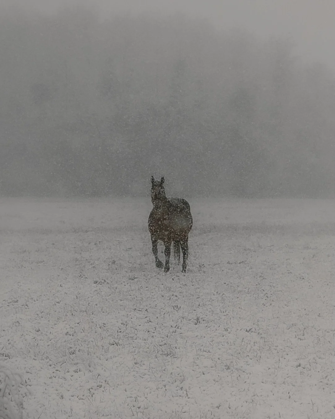 Swipe to see it in motion >>

Not a self-portrait this time.
Just the only snowy day so far, quietly unfolding in front of me.

It barely ever snows here, and with Christmas week hovering around 12&deg;C, a snowy Christmas feels unlikely.
So I&