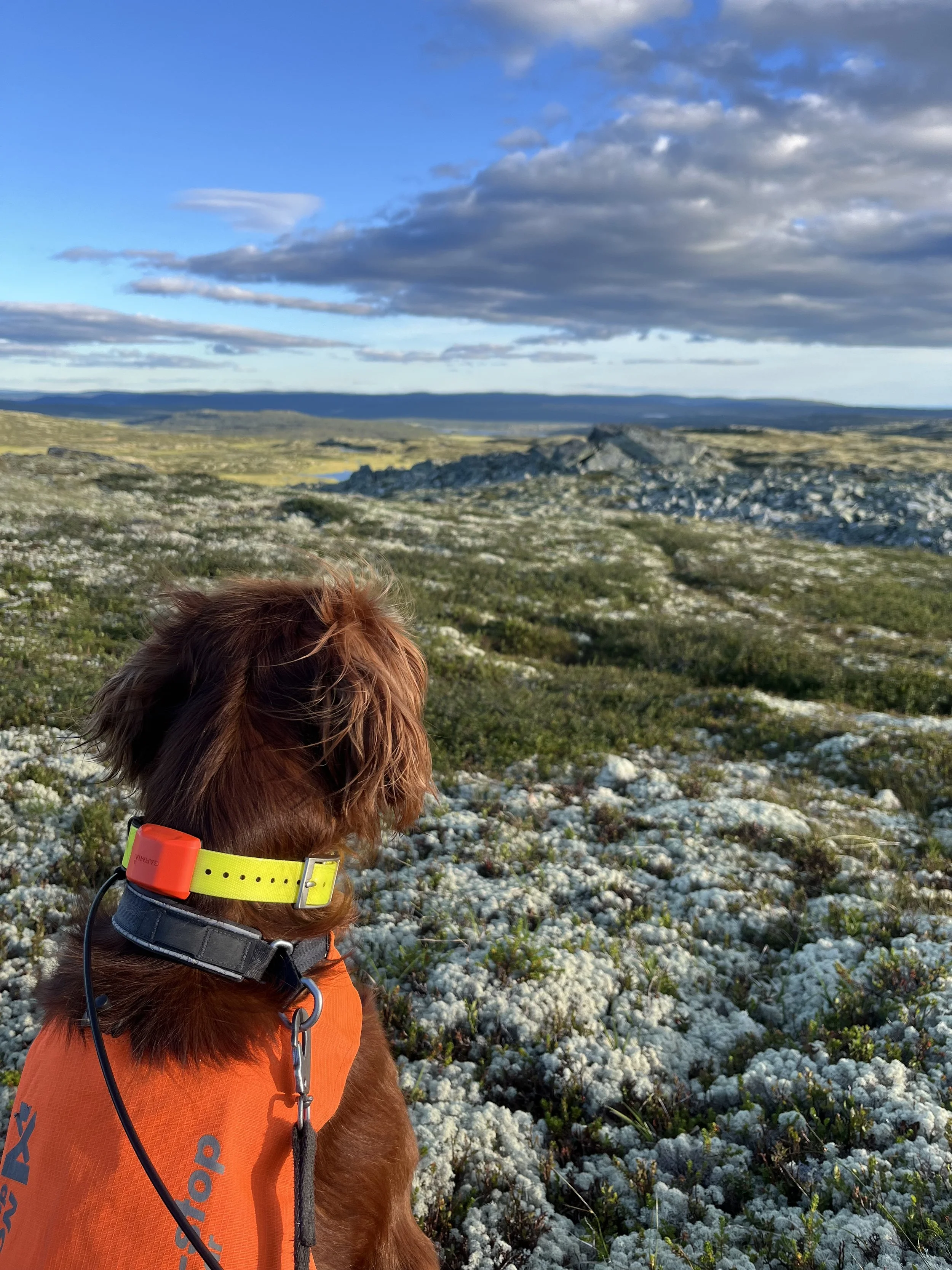 Søknad småviltjakt med hund