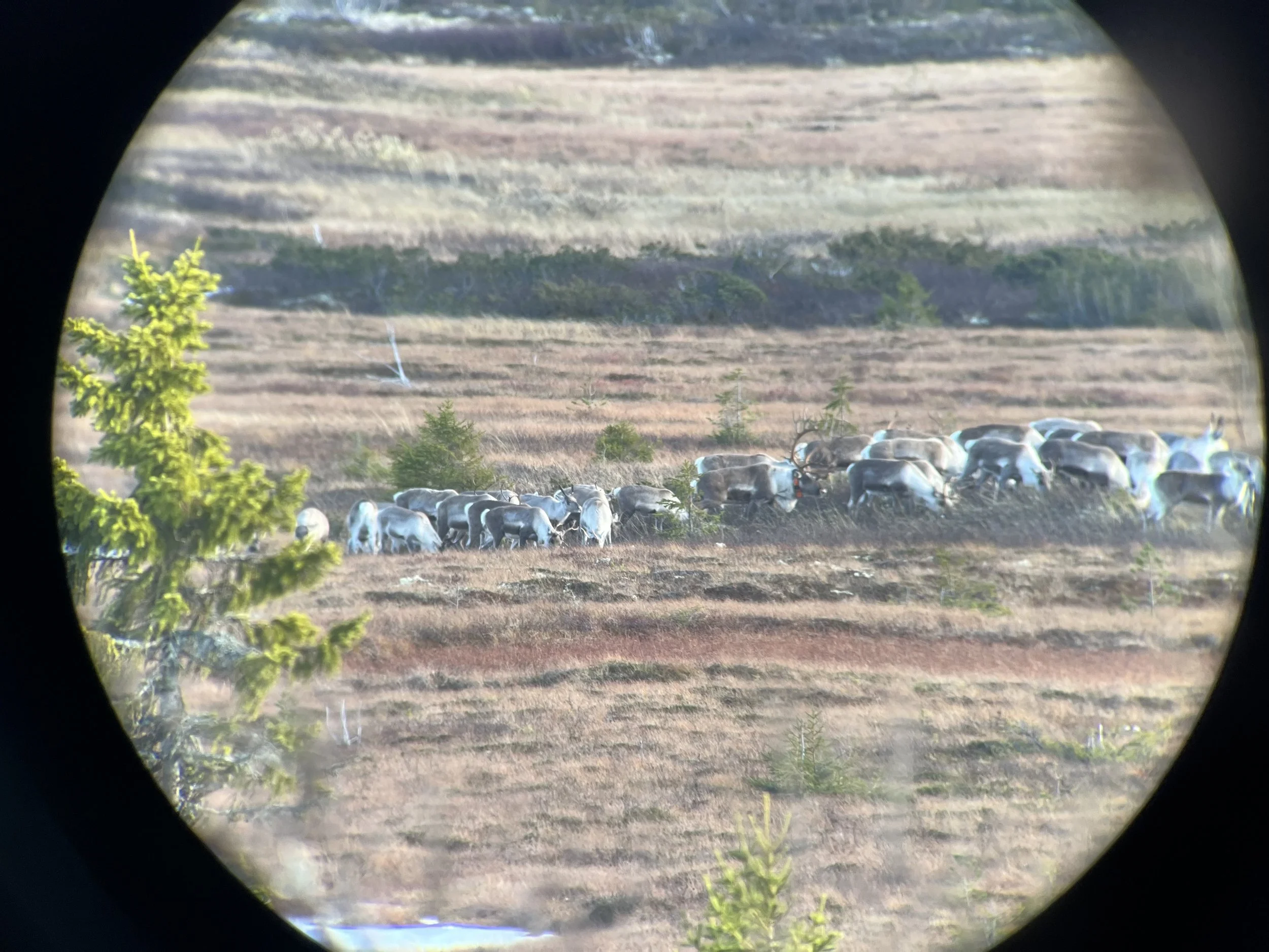 Søknad storviltjakt